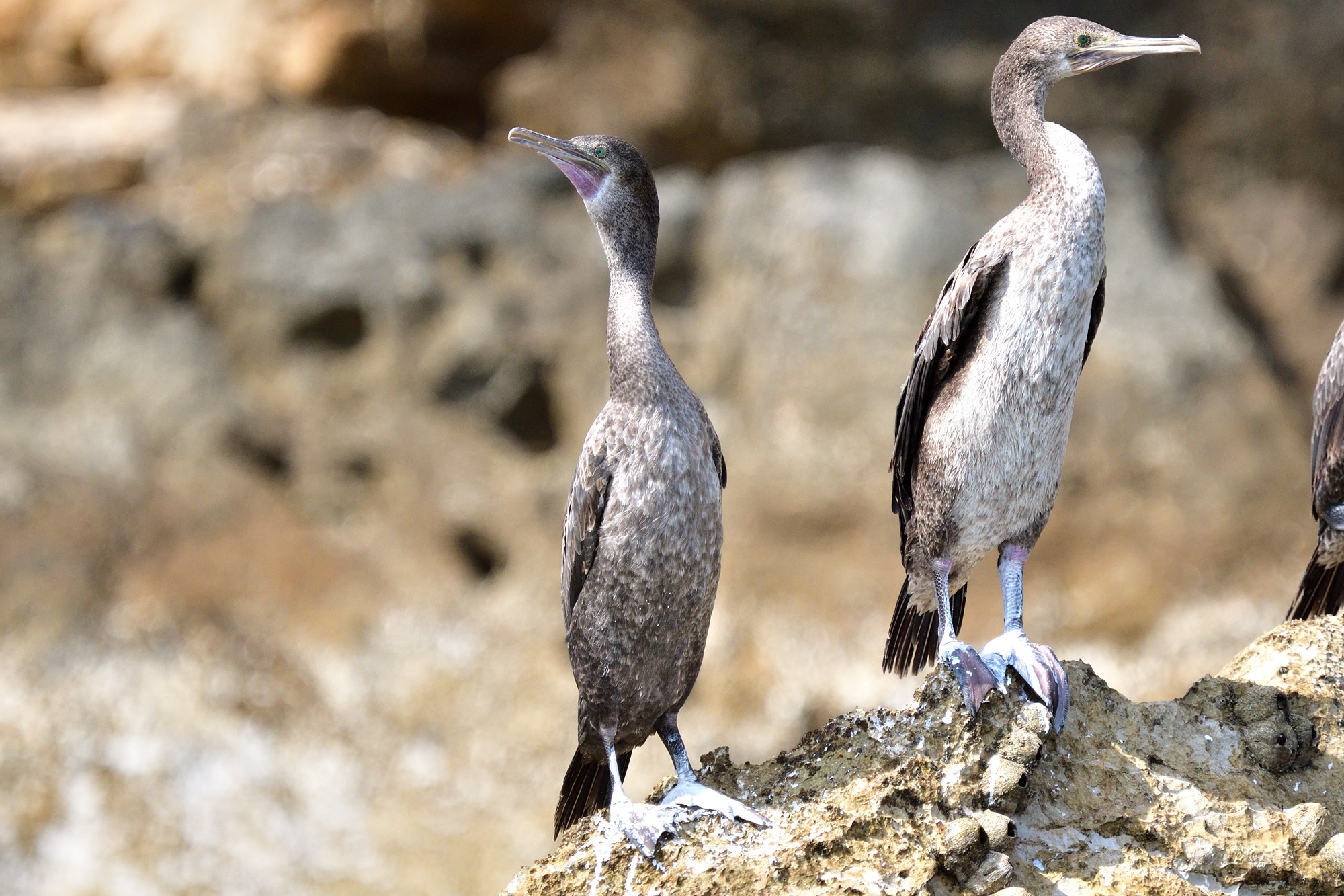 Socotra Cormorant