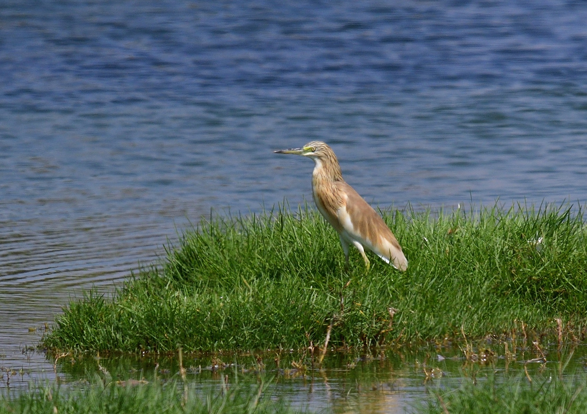 Squacco Heron