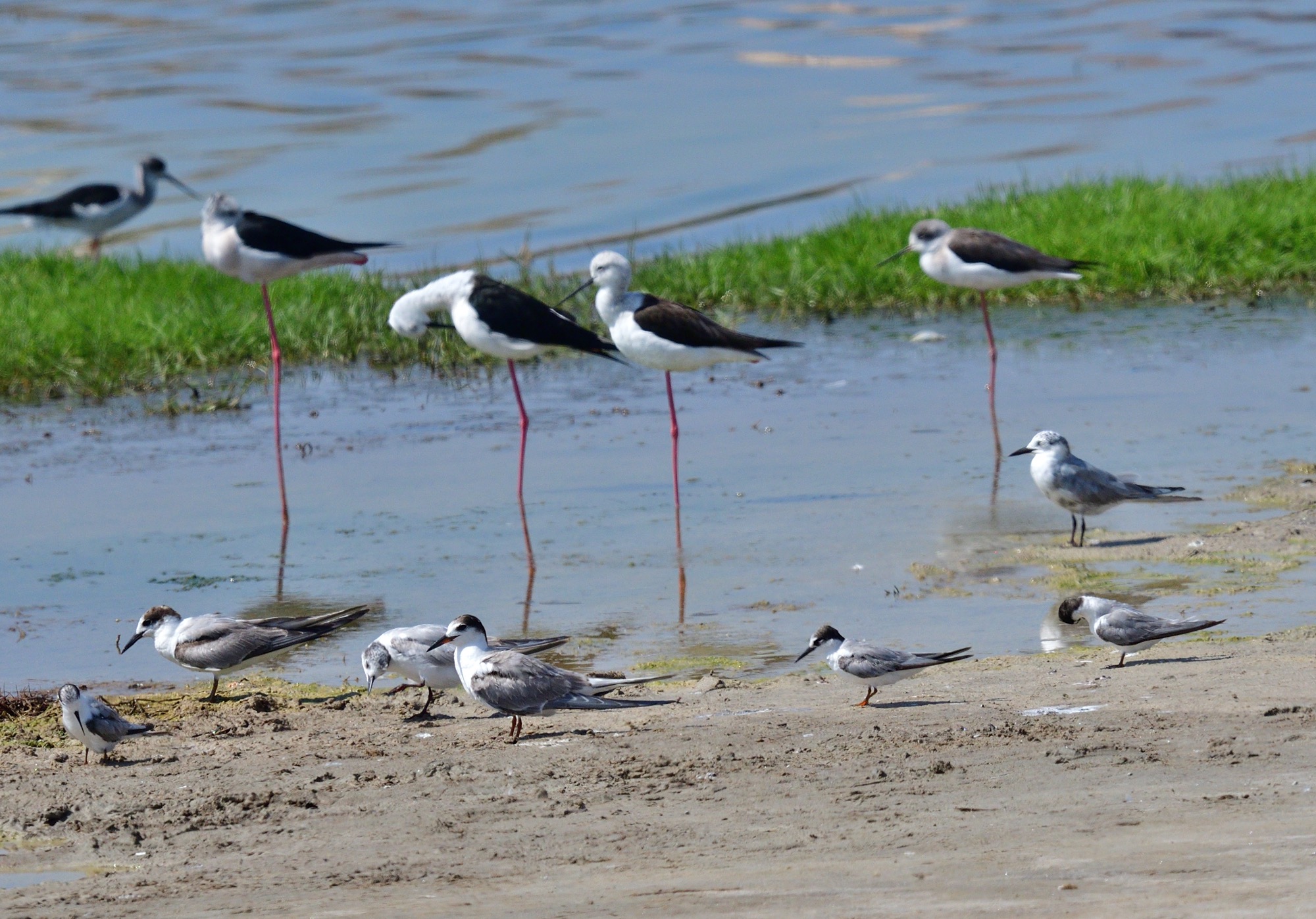 black-winged stilt