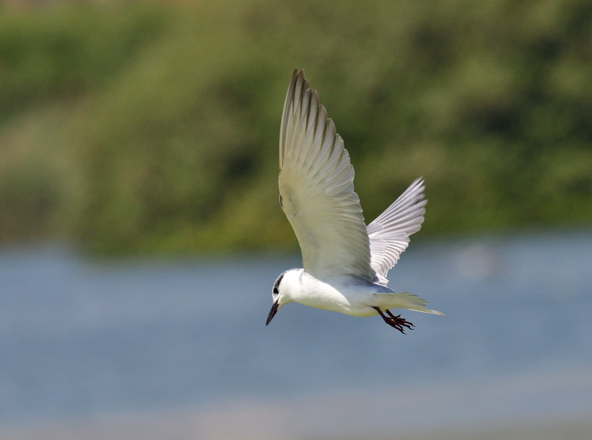 whiskered tern