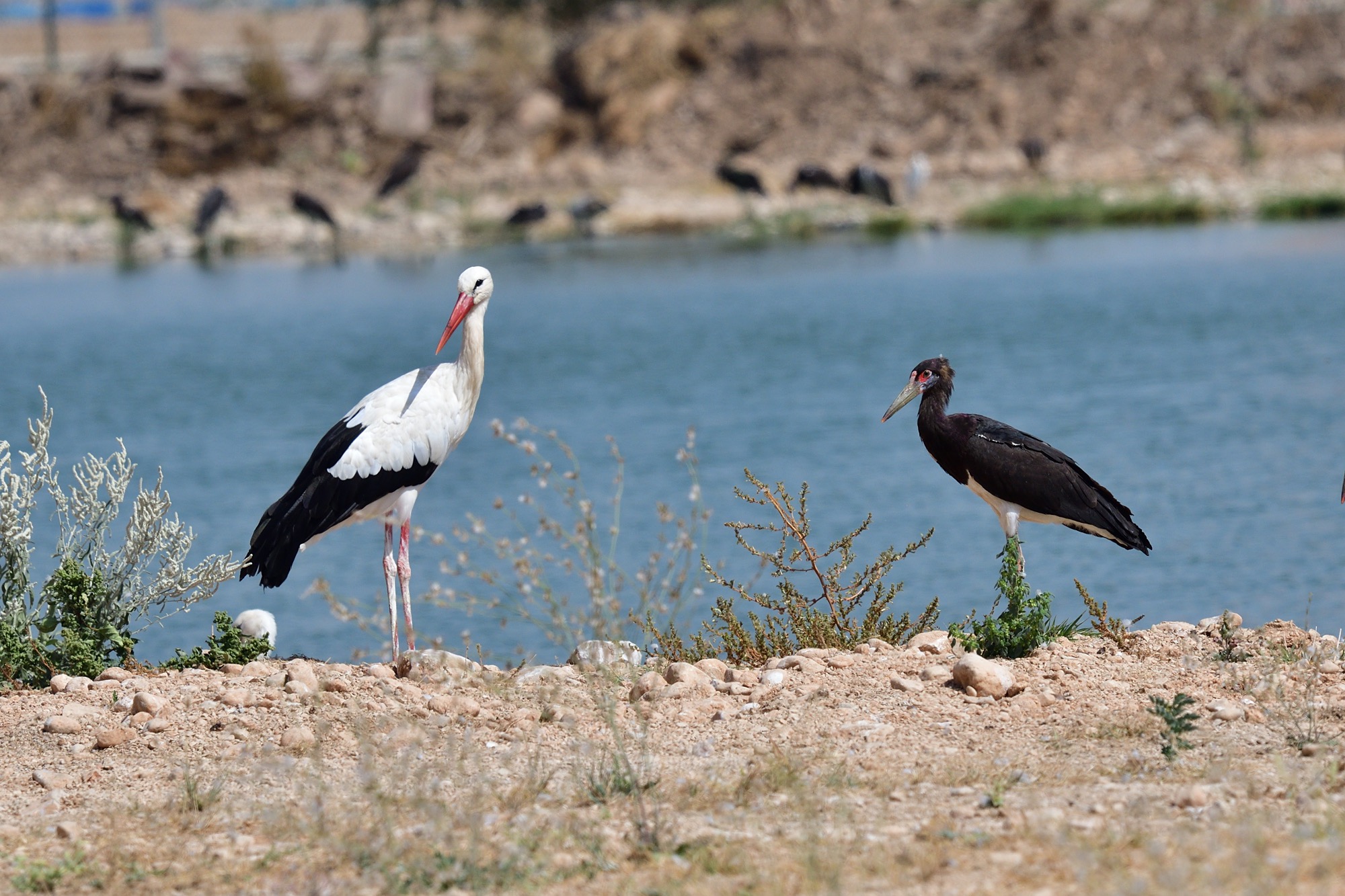 white stork