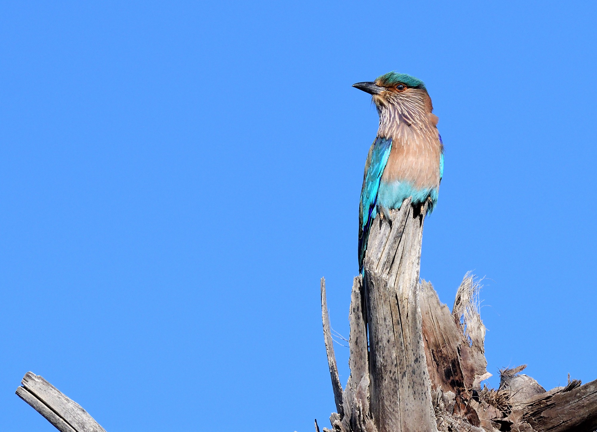 indian roller