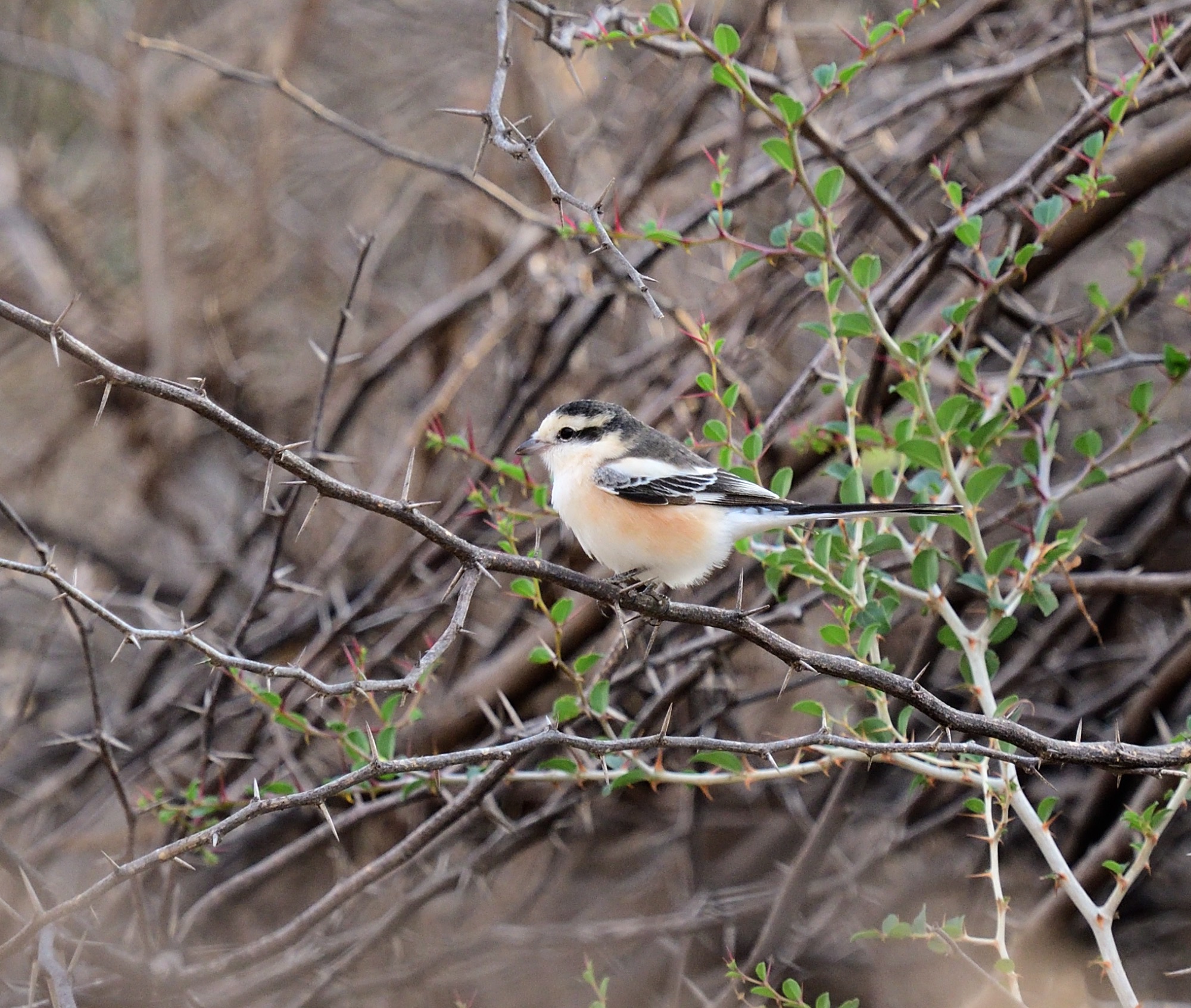 masked shrike