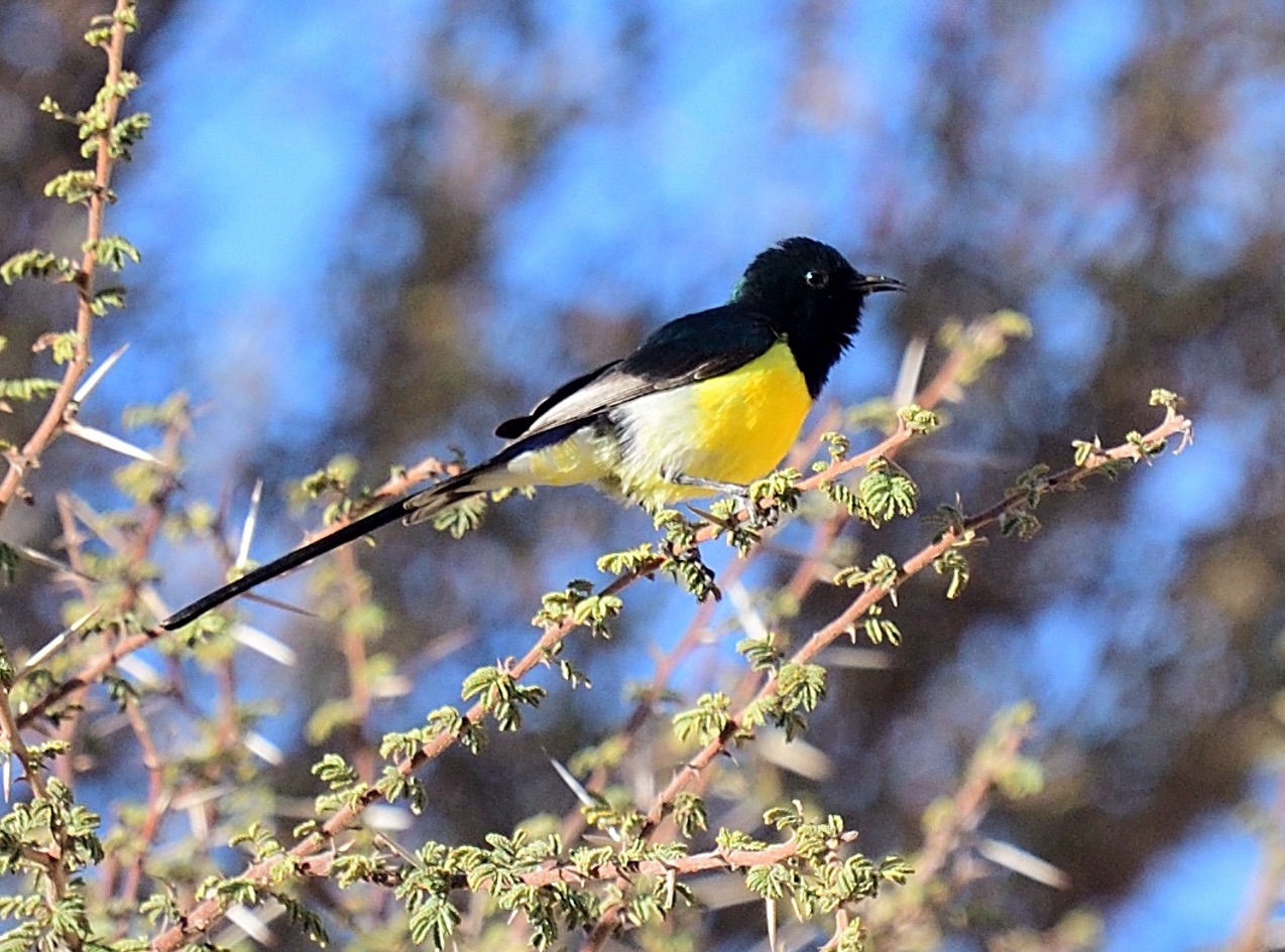 nile valley sunbird
