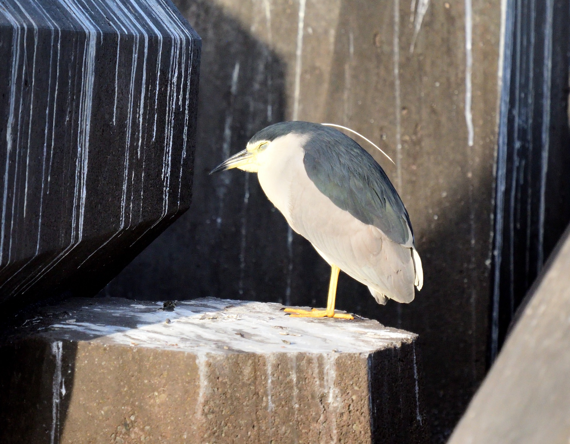 Black-crowned Night-Heron