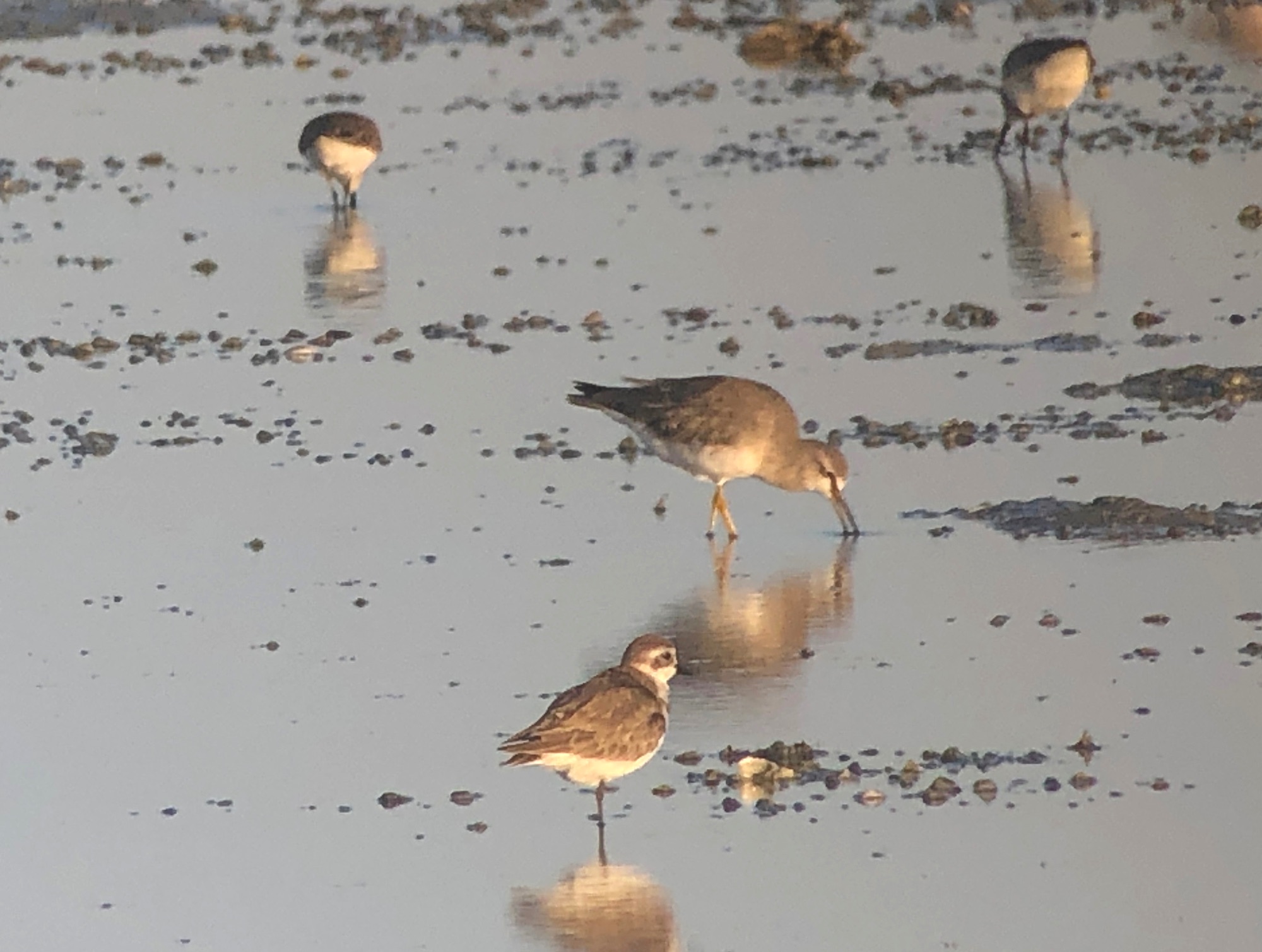 grey-tailed tattler