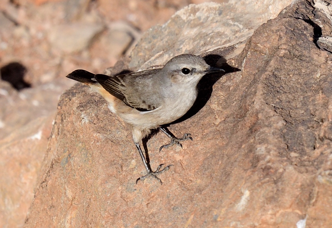 persian wheatear