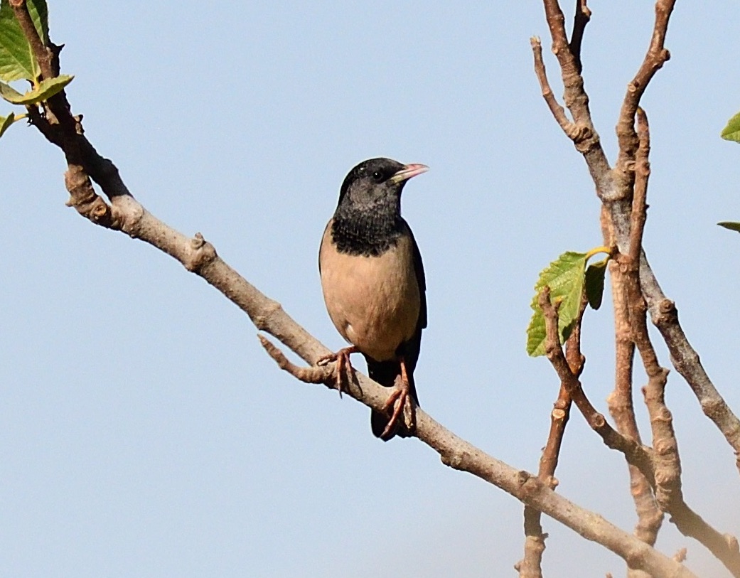 rose-coloured starling