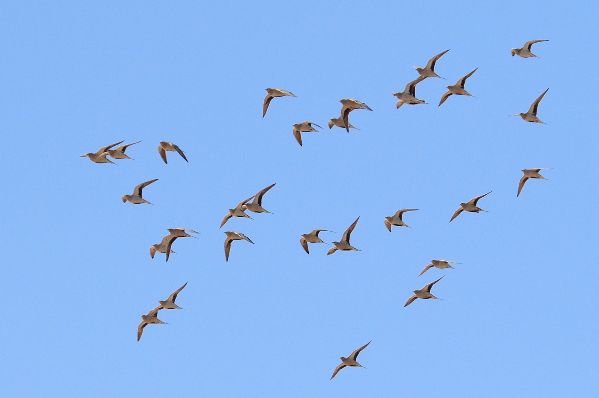 Spotted Sandgrouse
