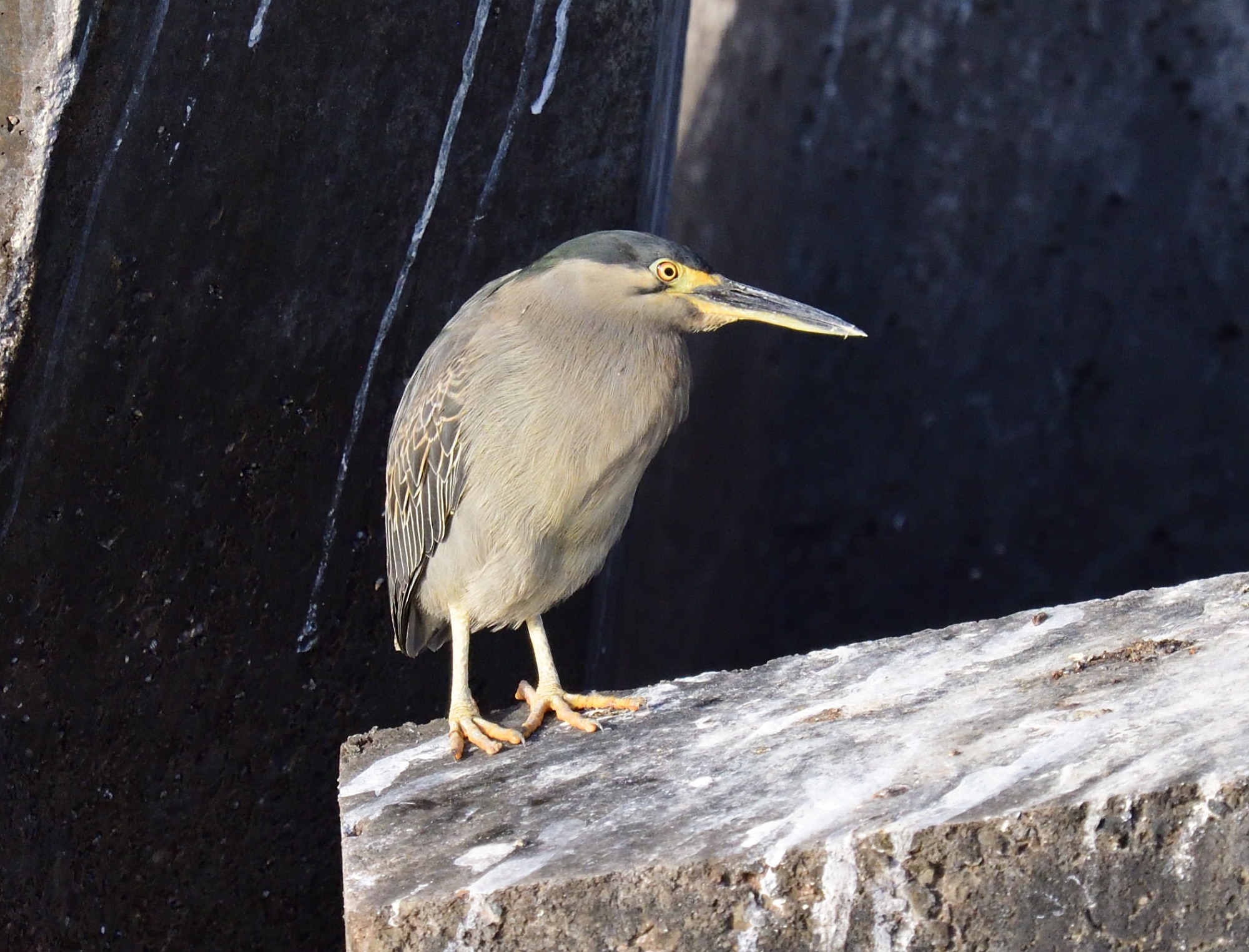 striated heron