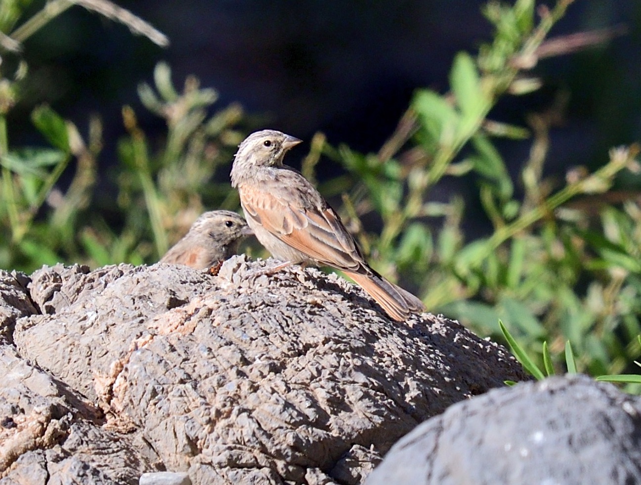 striated bunting