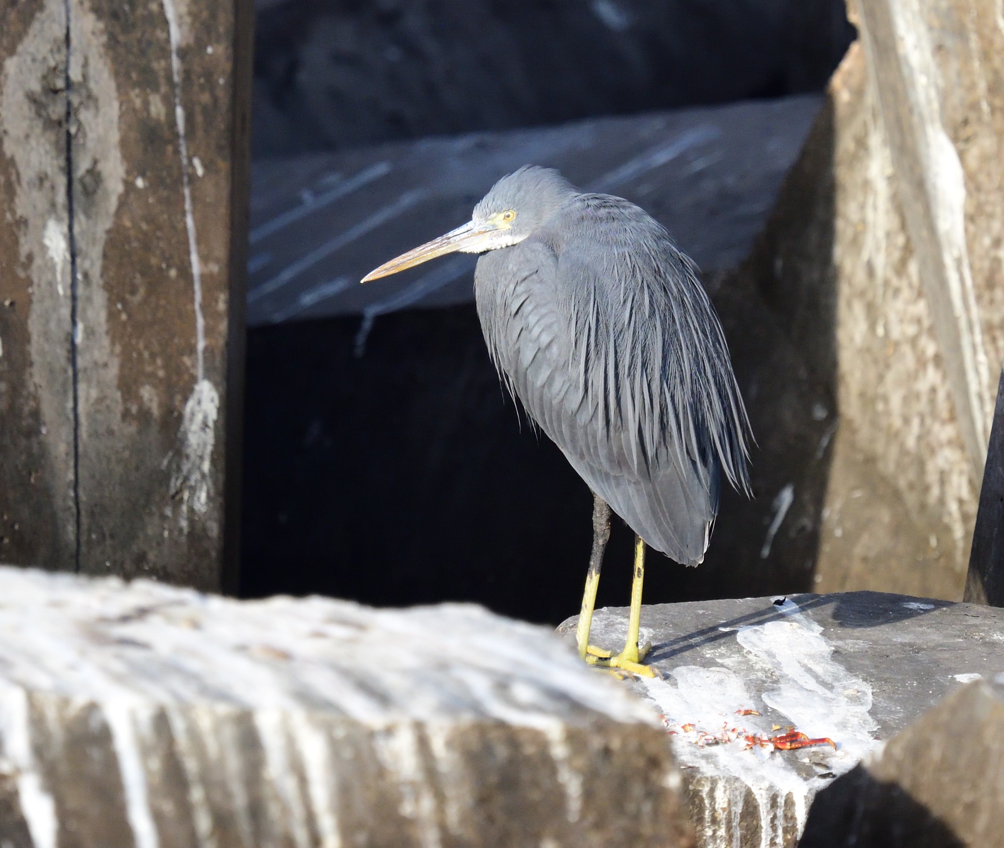 western reef heron