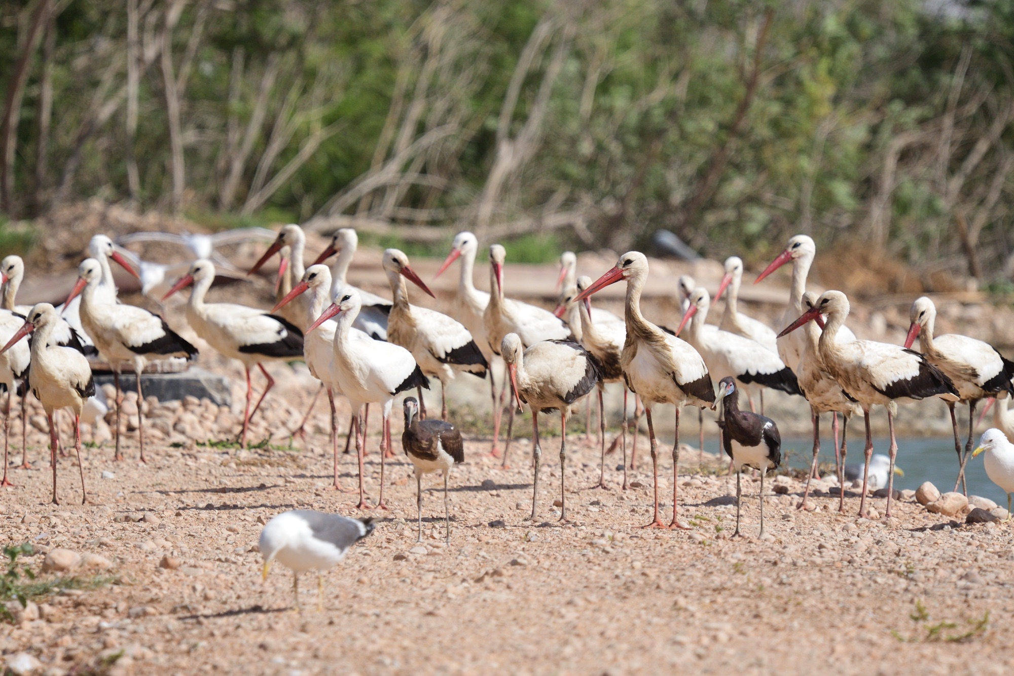 white stork