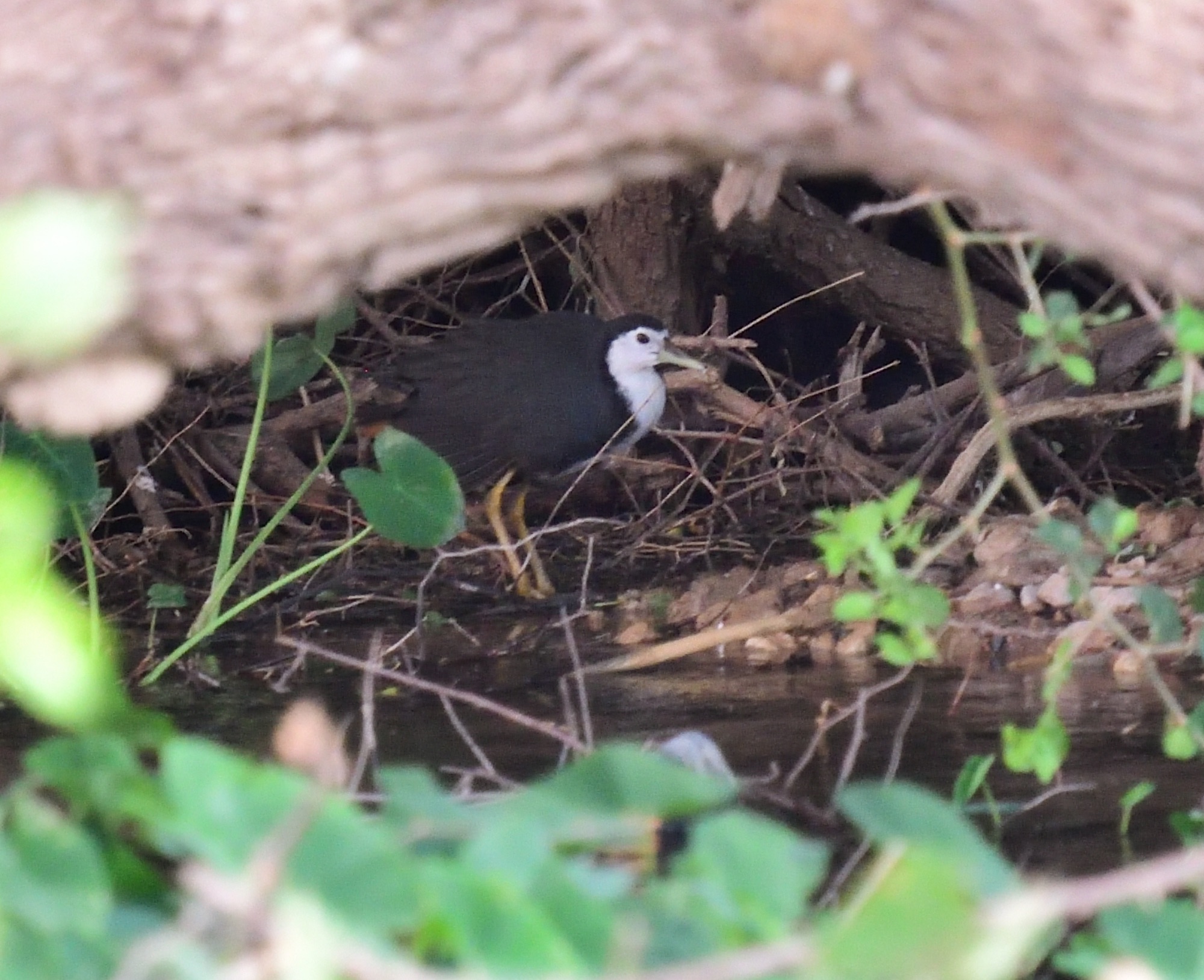 white-breasted waterhen