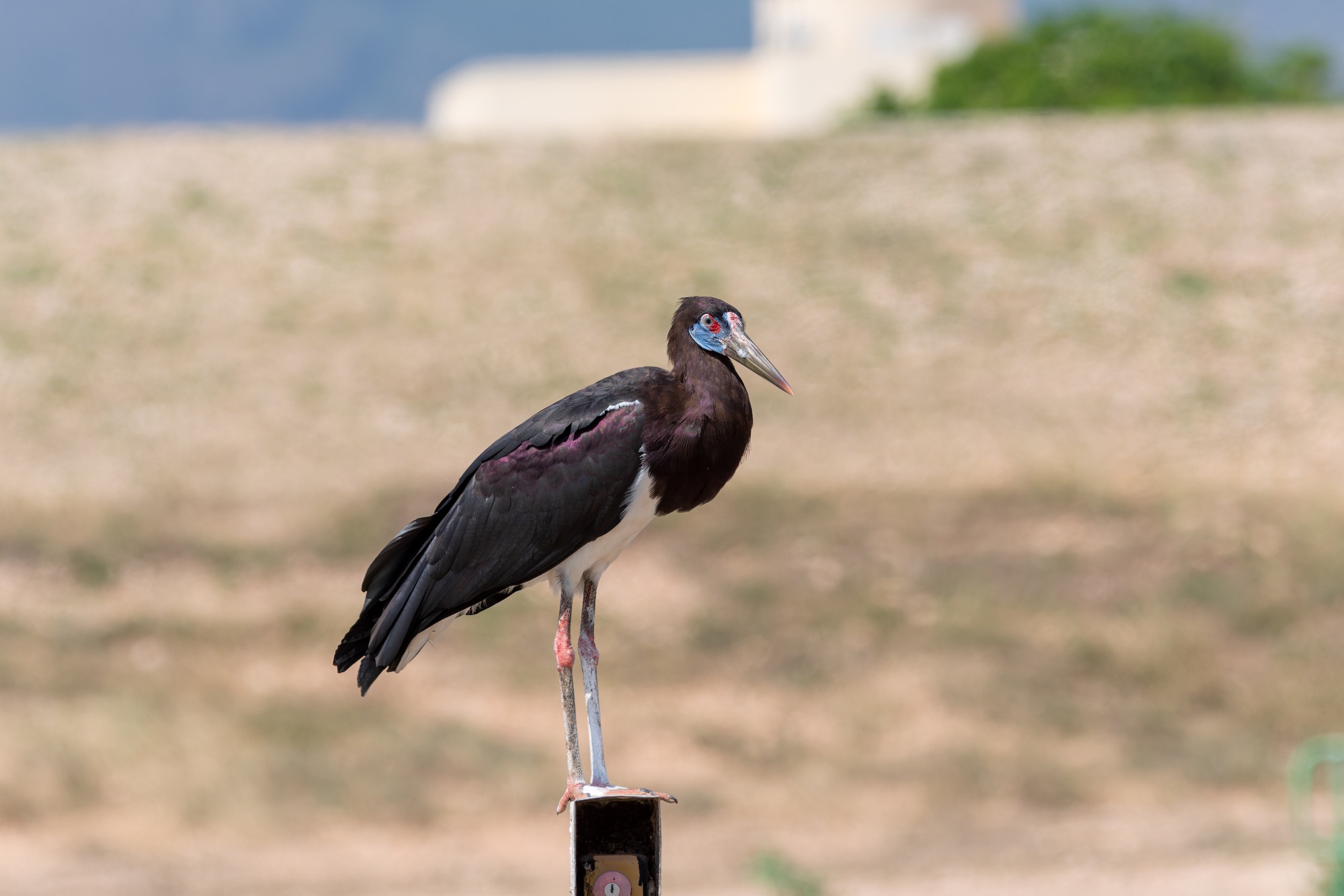 Abdim's Stork