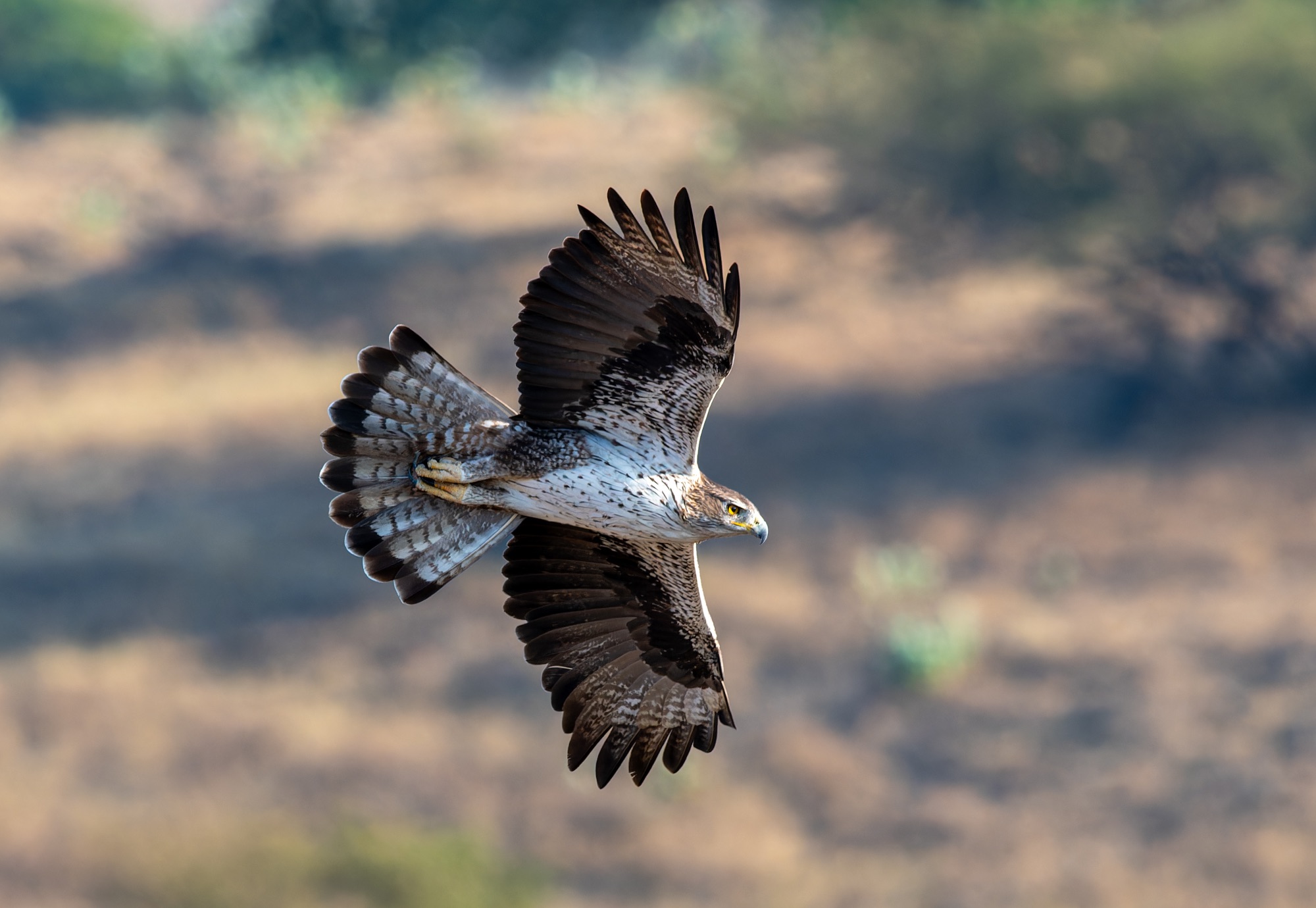 bonelli's eagle