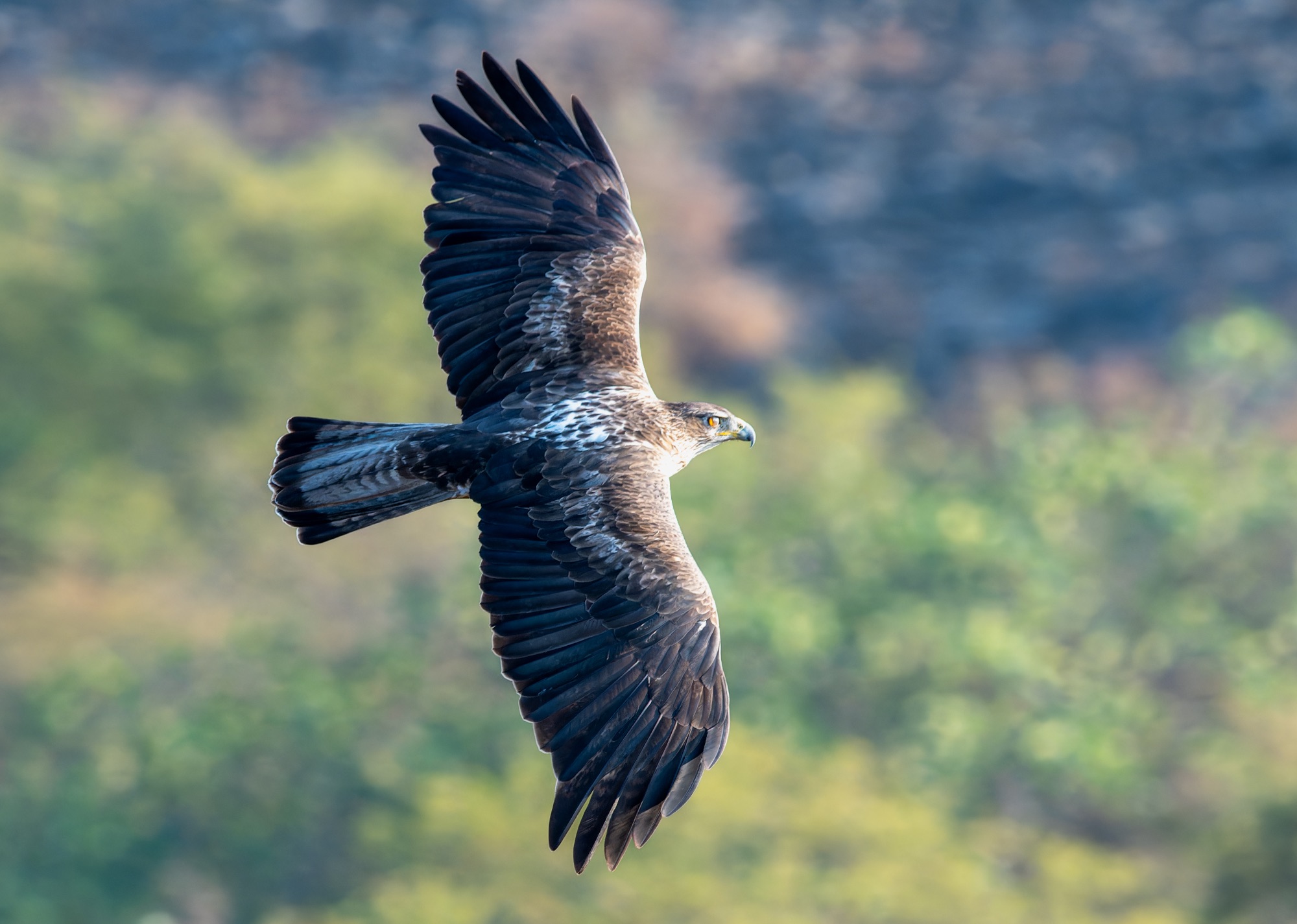 bonelli's eagle