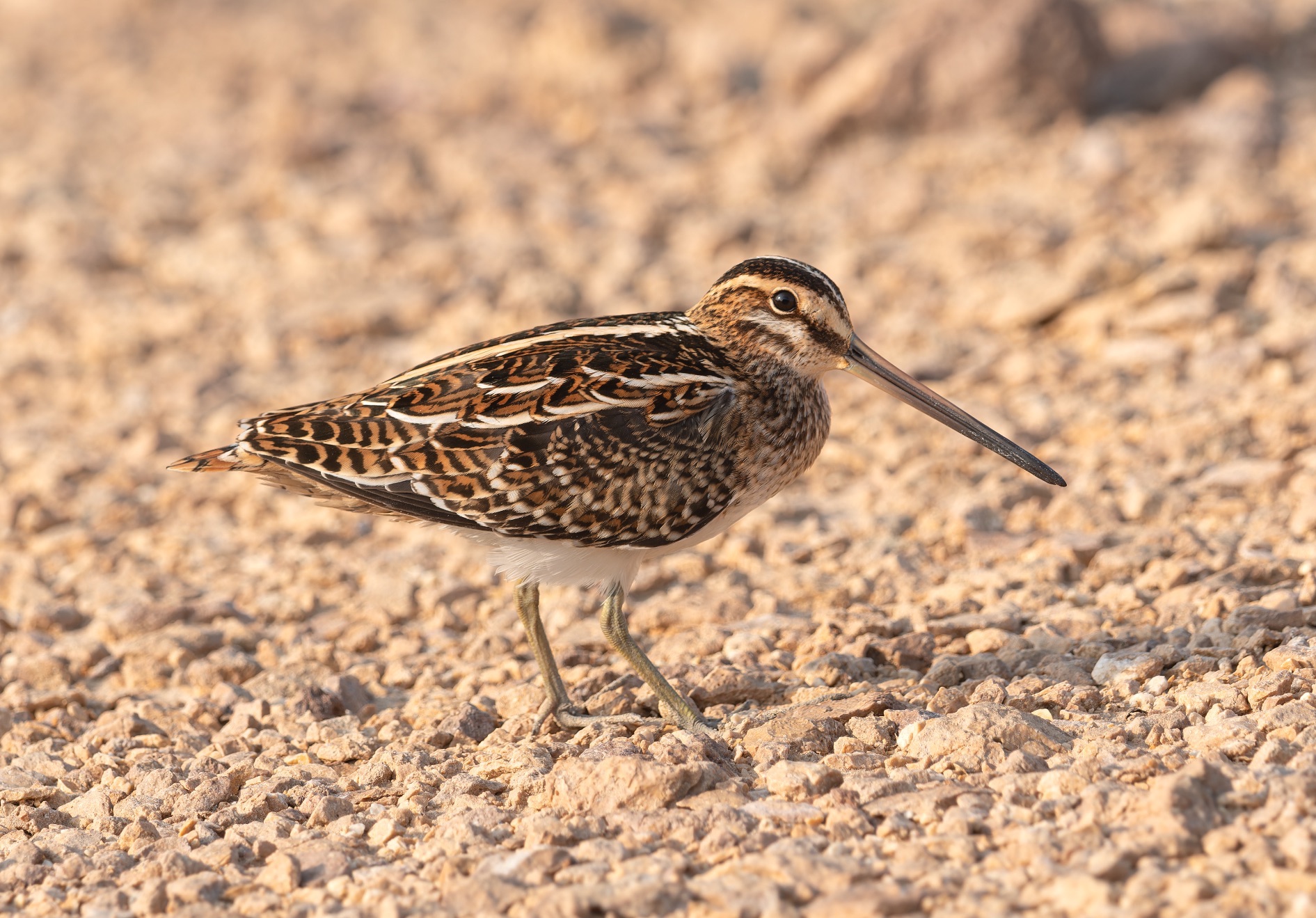 common snipe