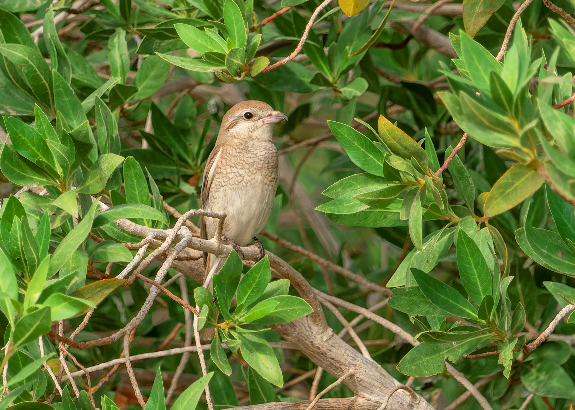 daurian shrike