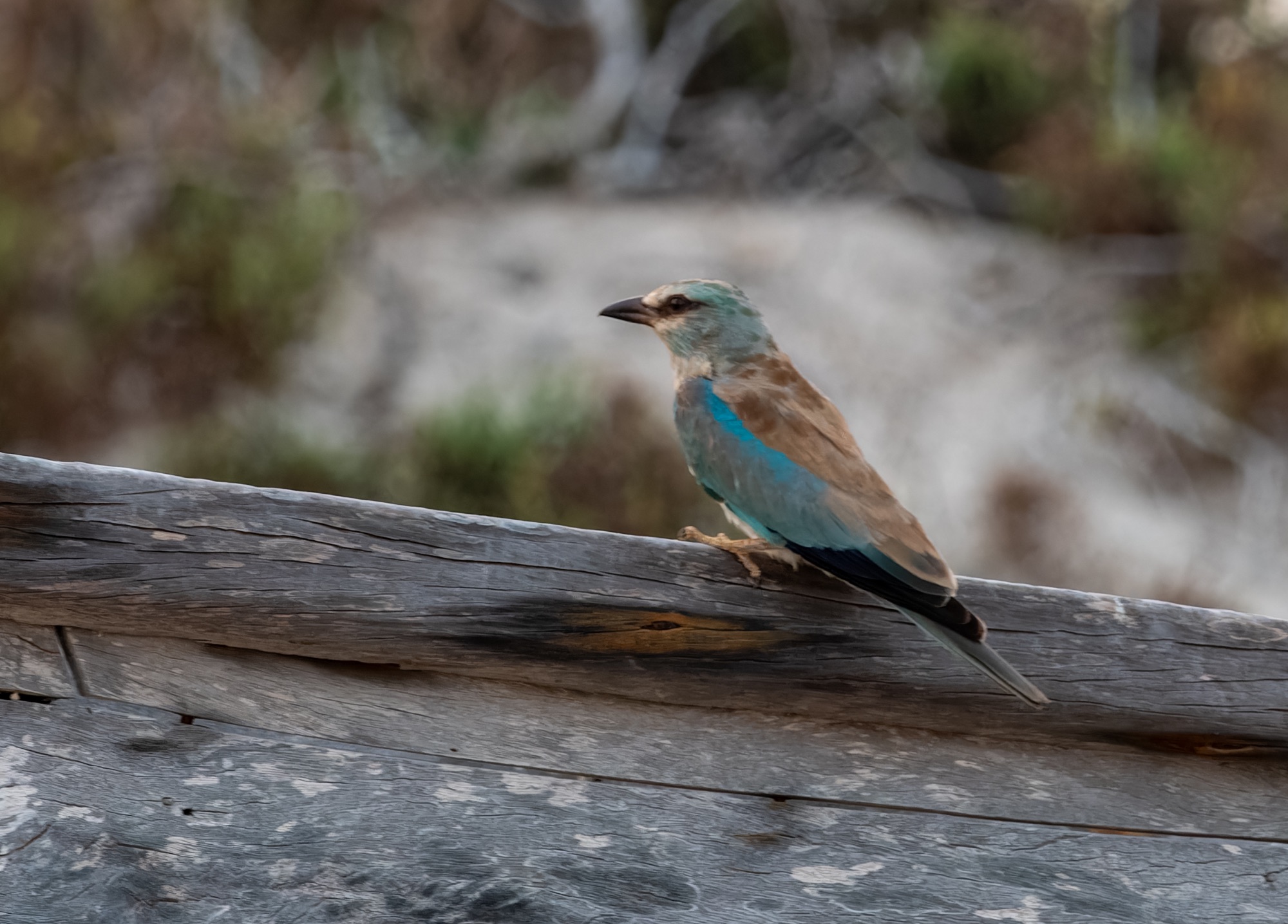european roller