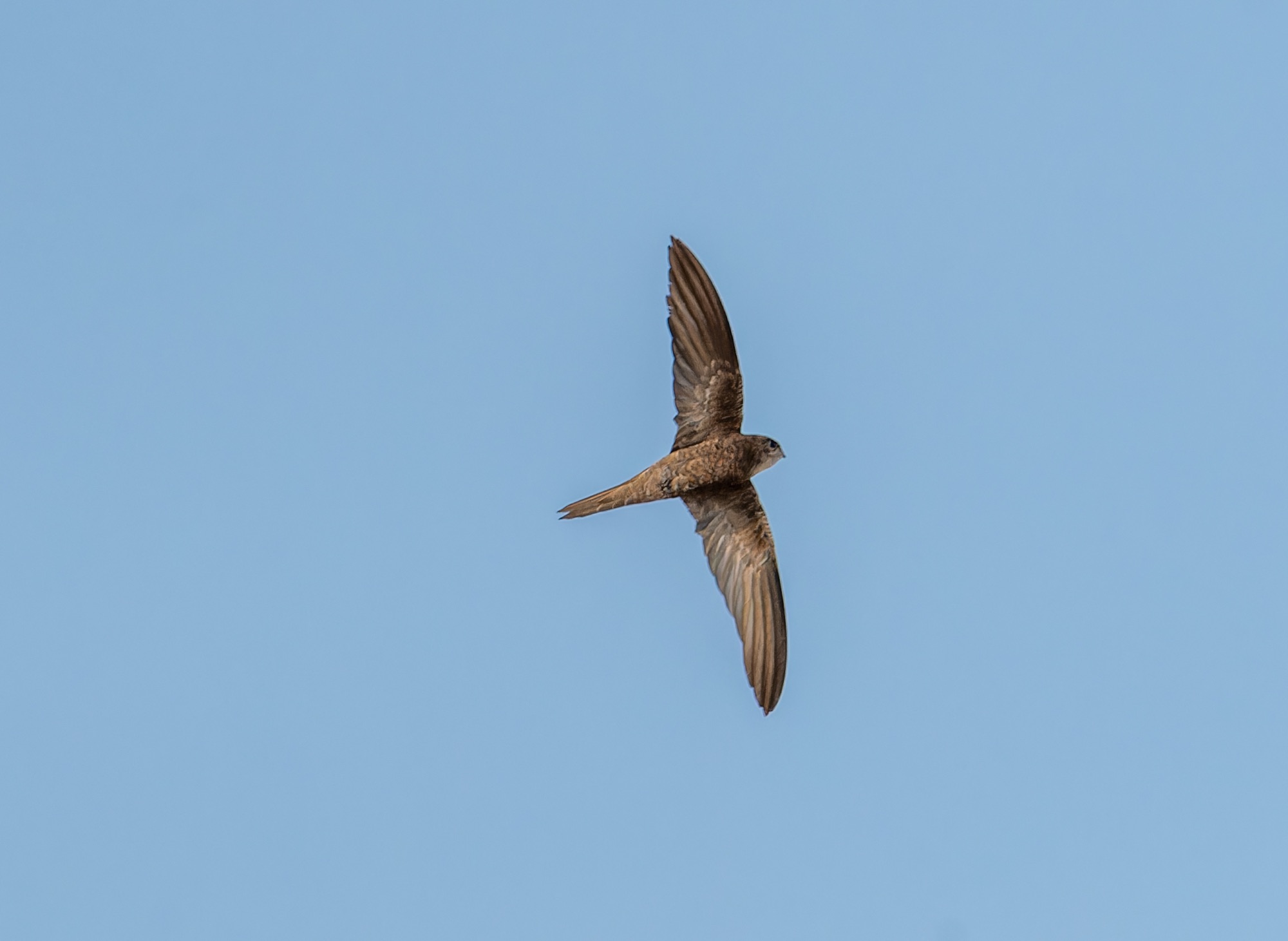 forbes-watson's swift