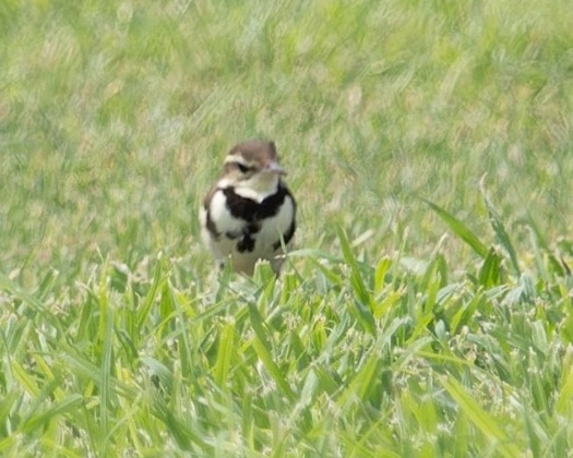 Forest Wagtail