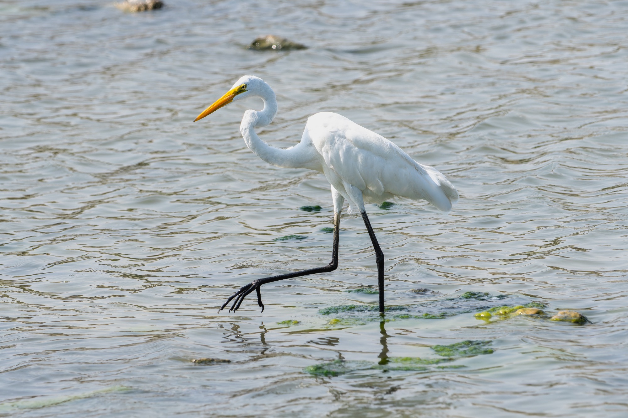 great egret