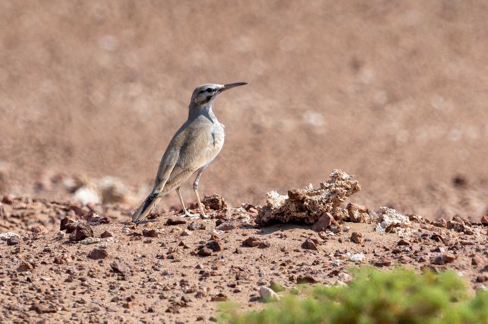 greater hoopoe-lark