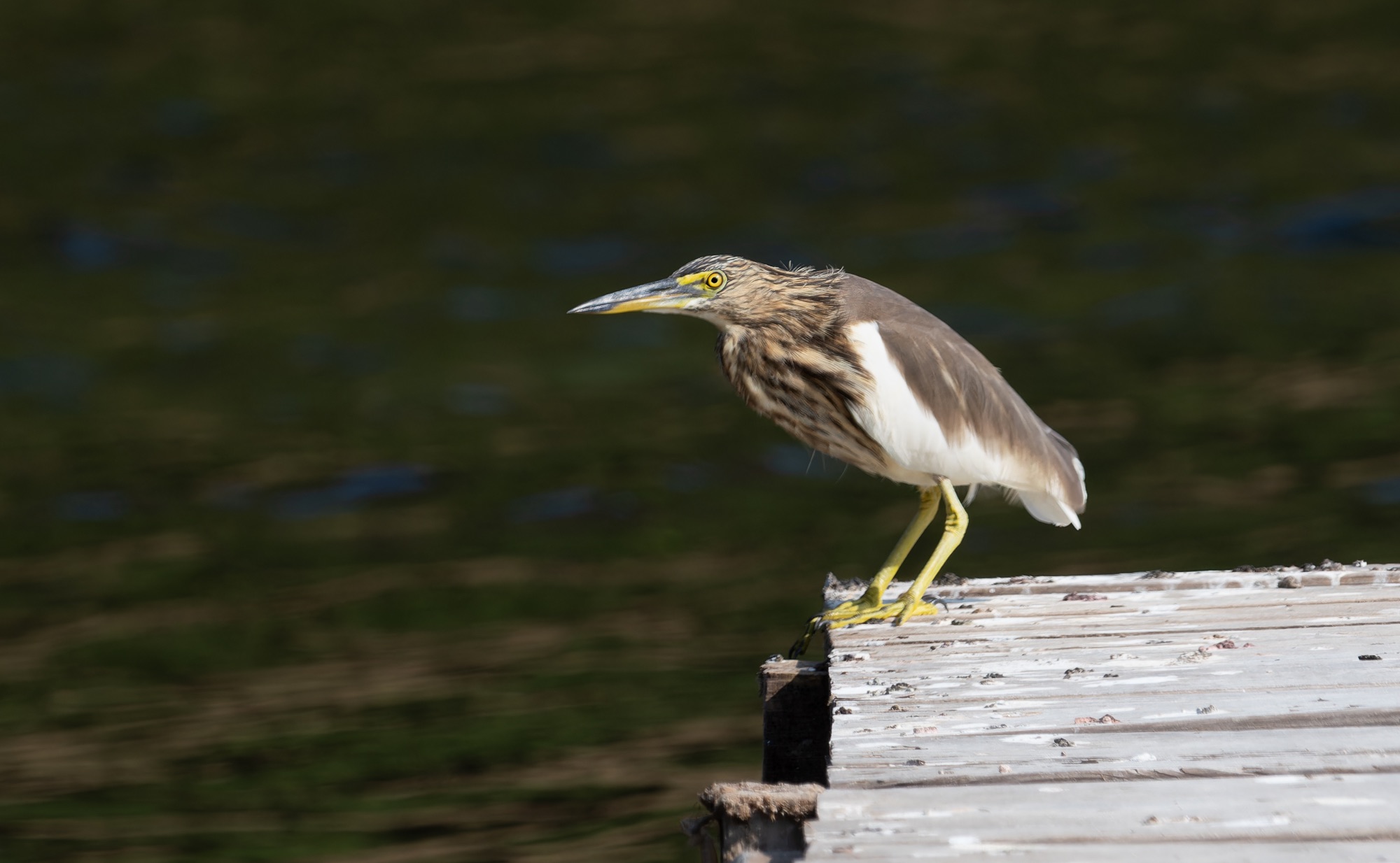 indian pond heron