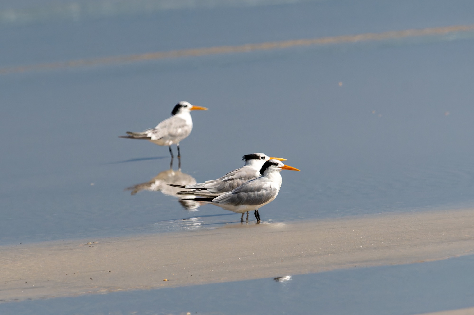 lesser crested tern
