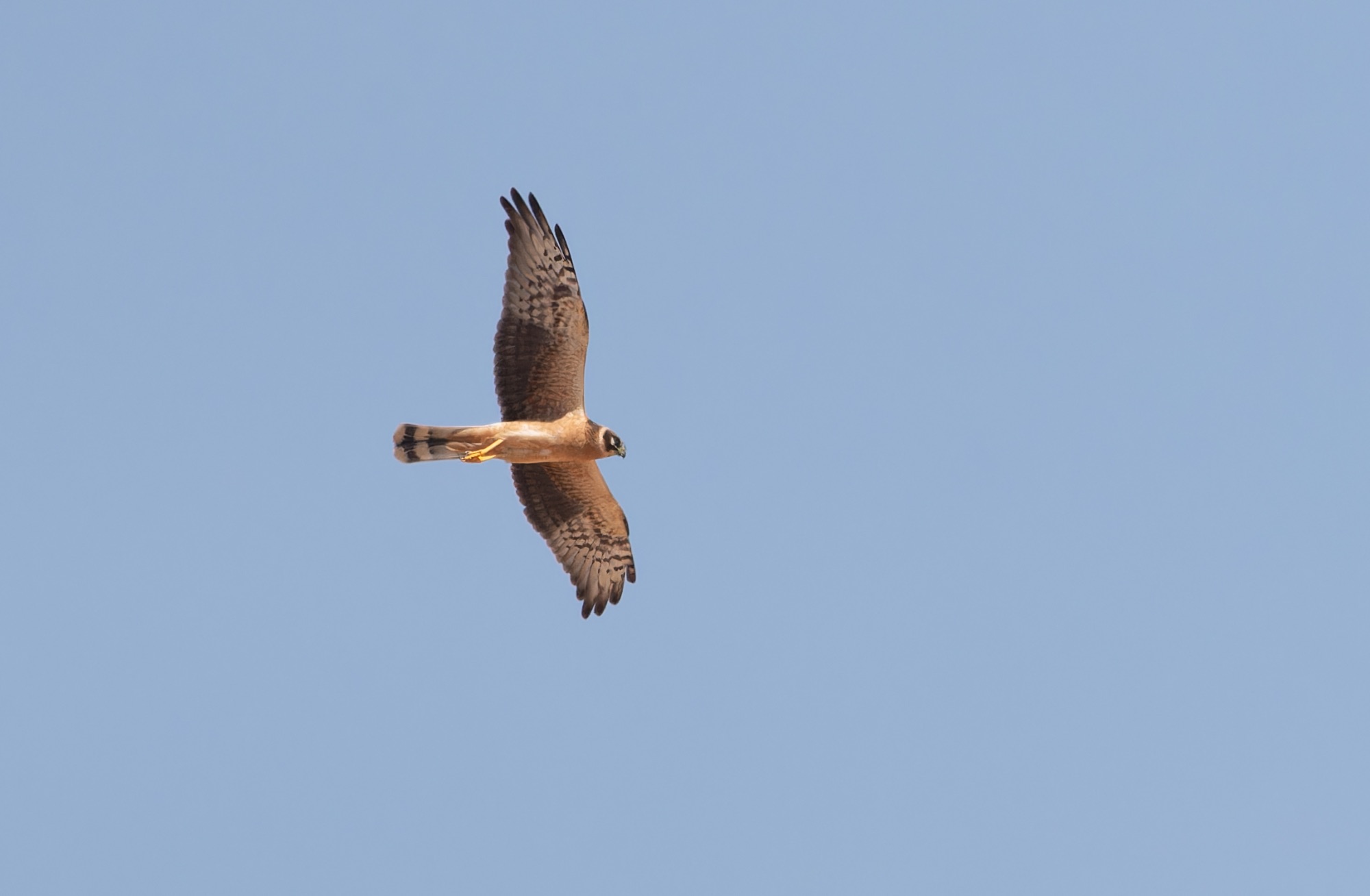 pallid harrier
