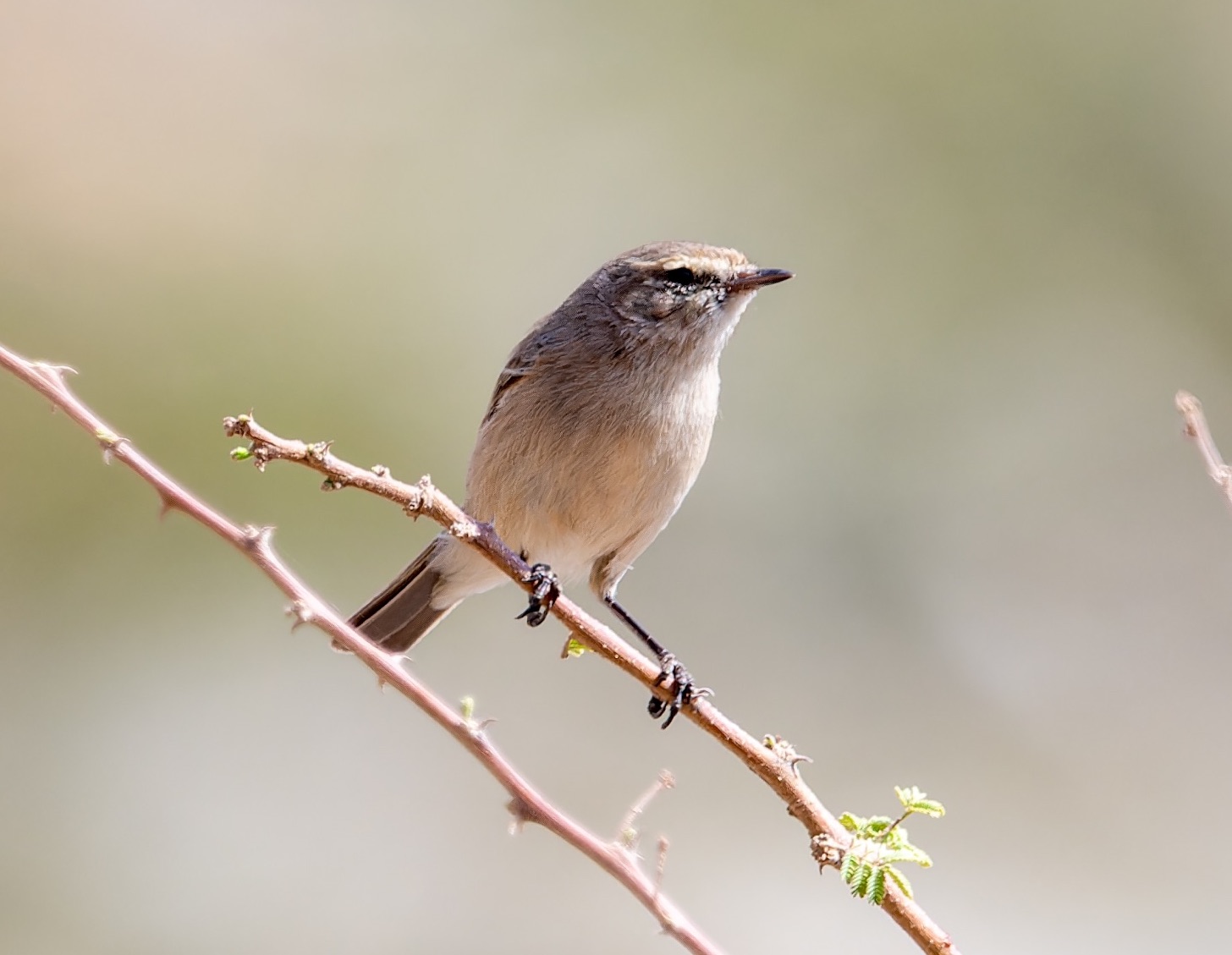 Plain Leaf Warbler