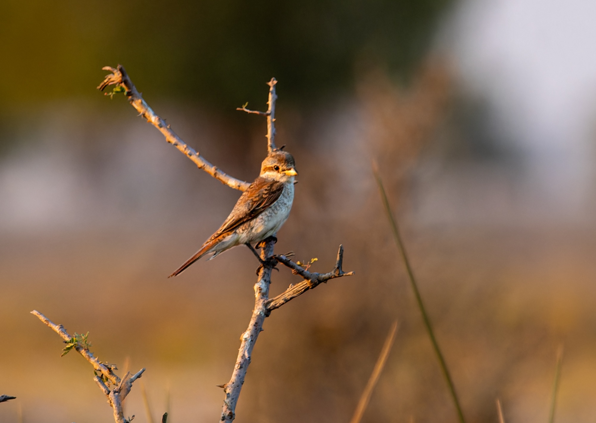red-backed shrike