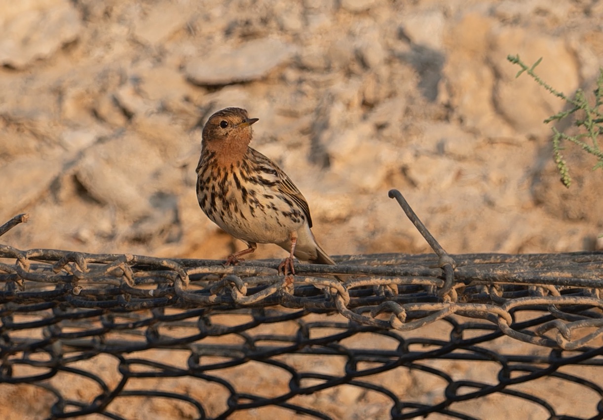 red-throated pipit