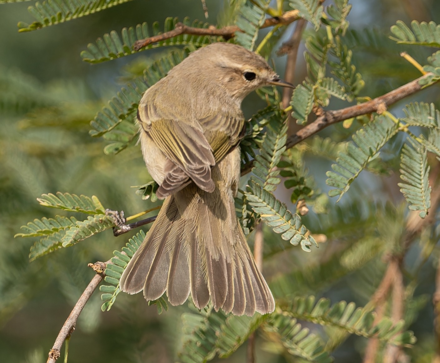 Common Chiffchaff