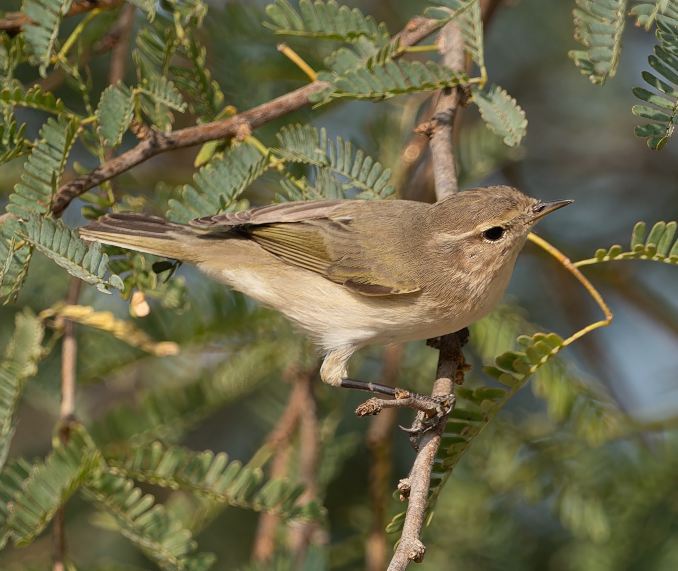 common chiffchaff