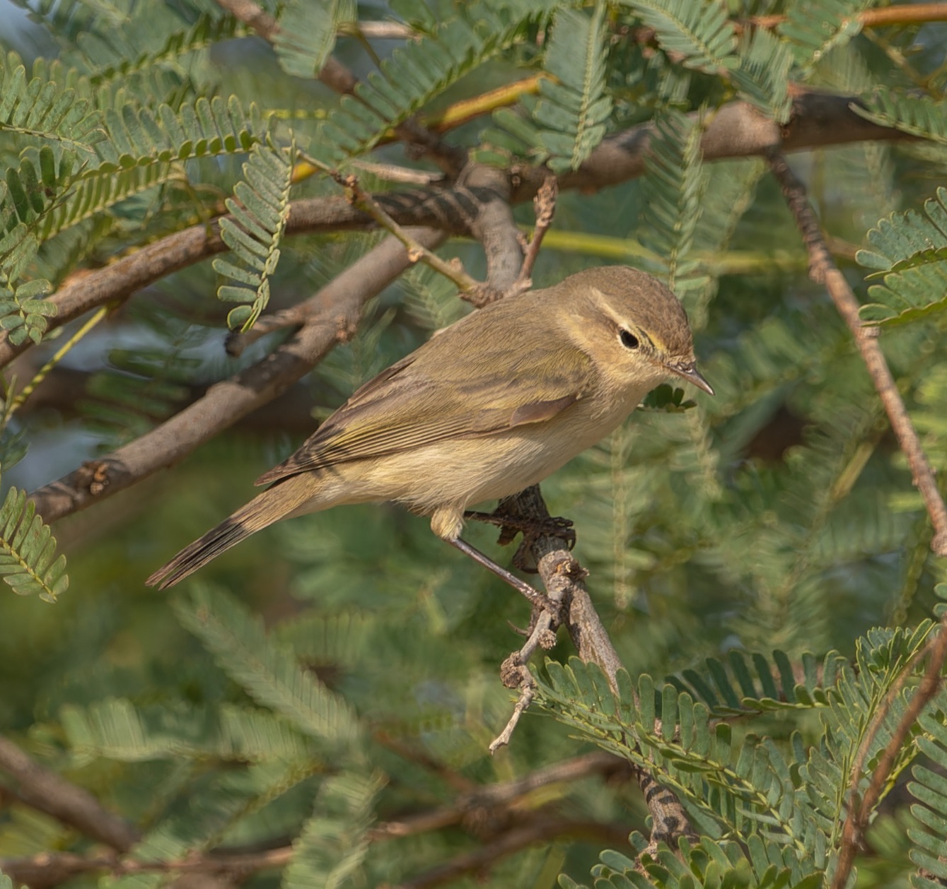 Common Chiffchaff