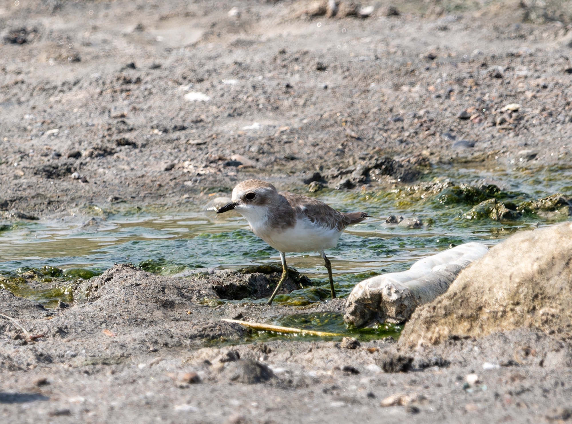 tibetan sandplover