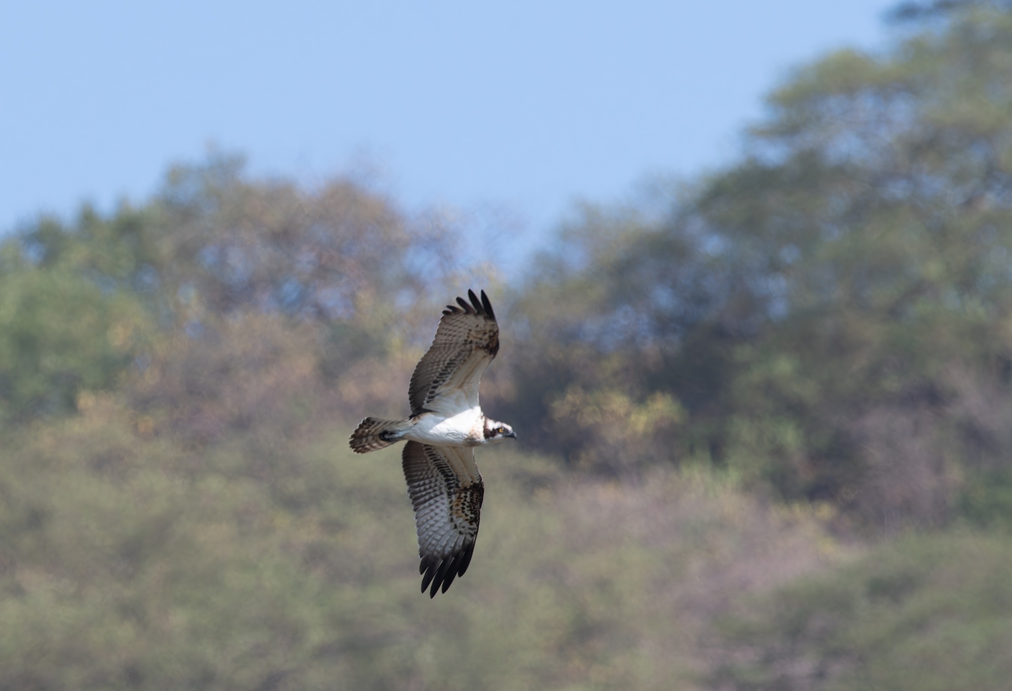 Osprey