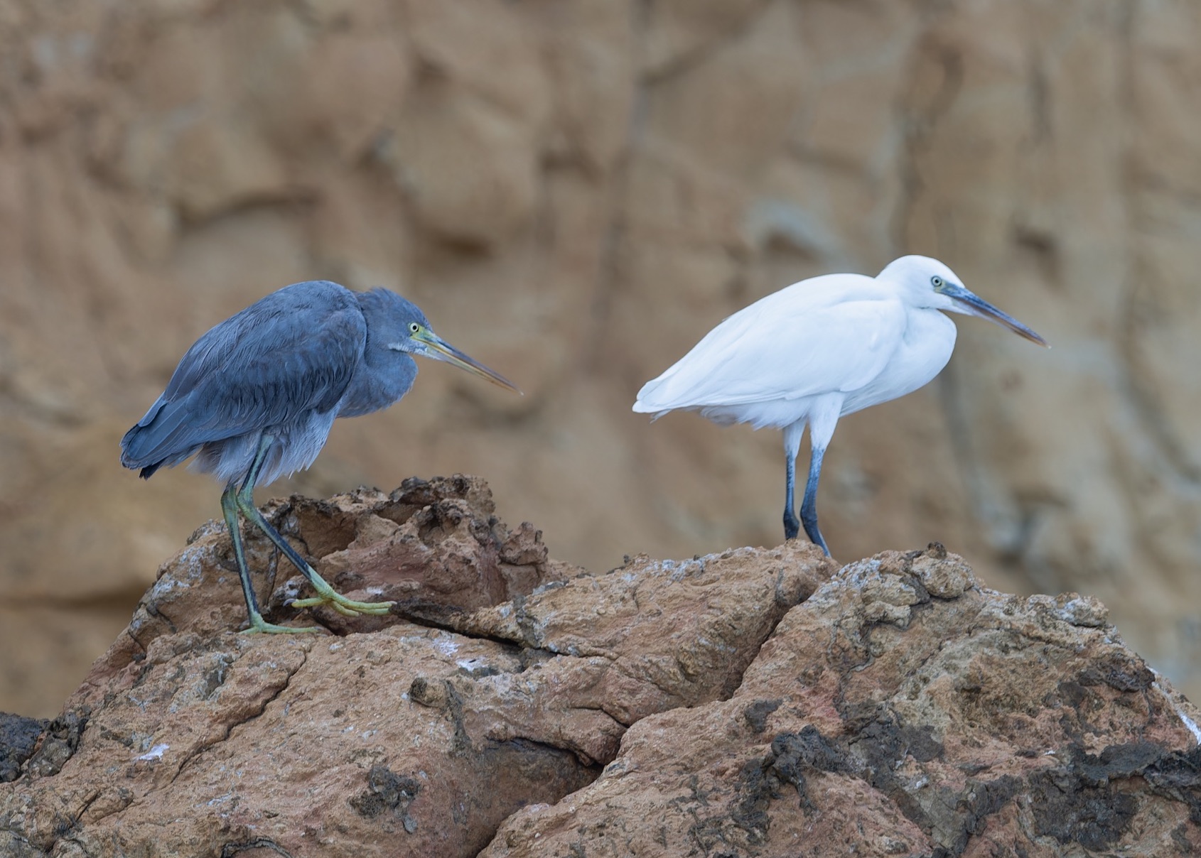 western reef heron