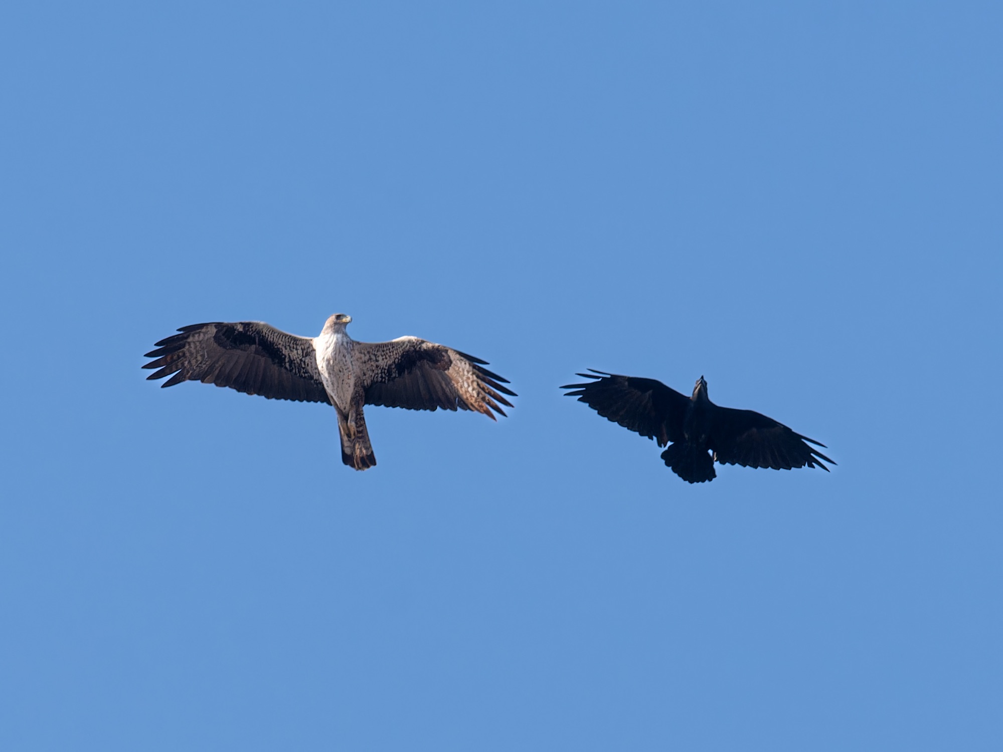 bonelli's eagle