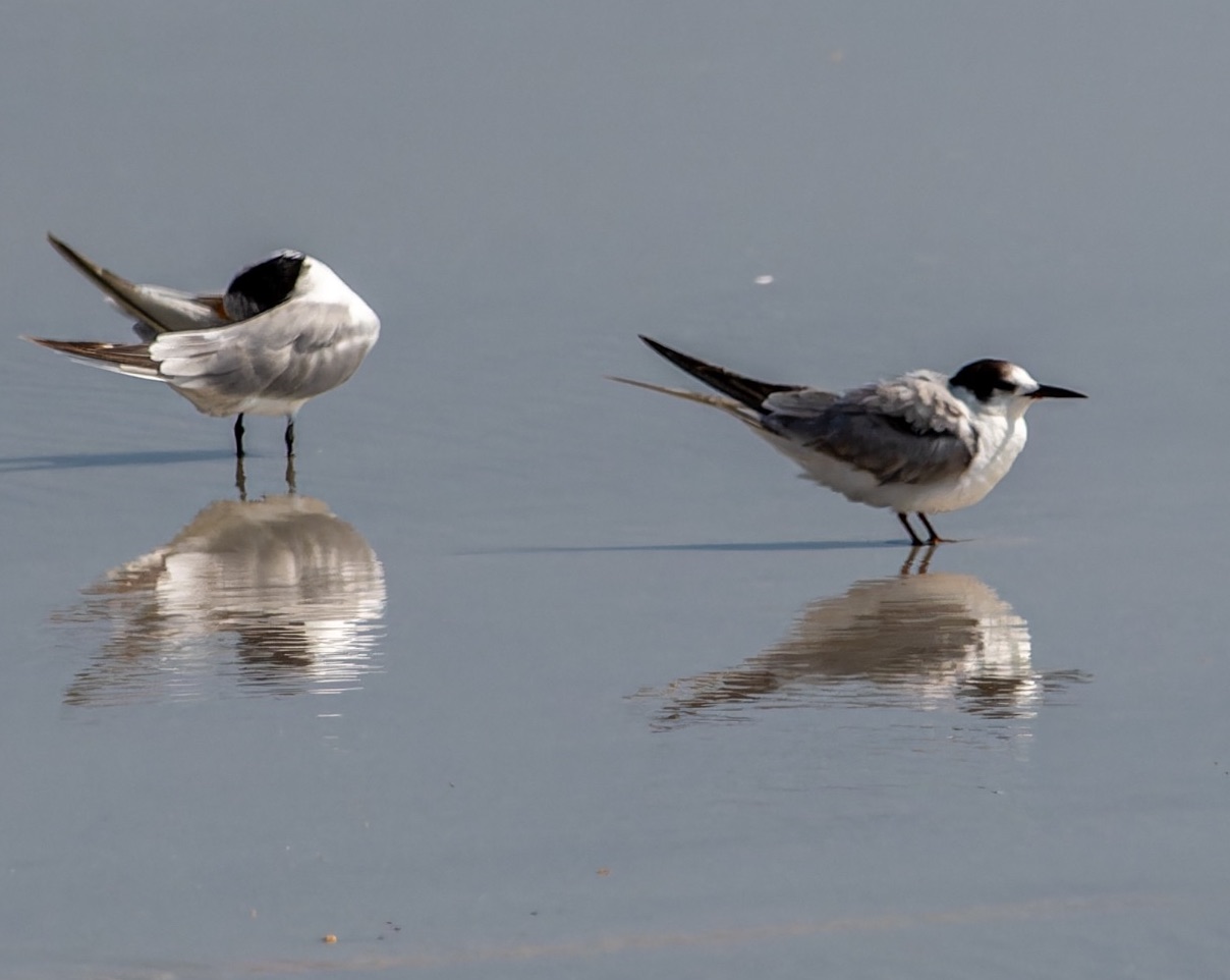 white-cheeked tern