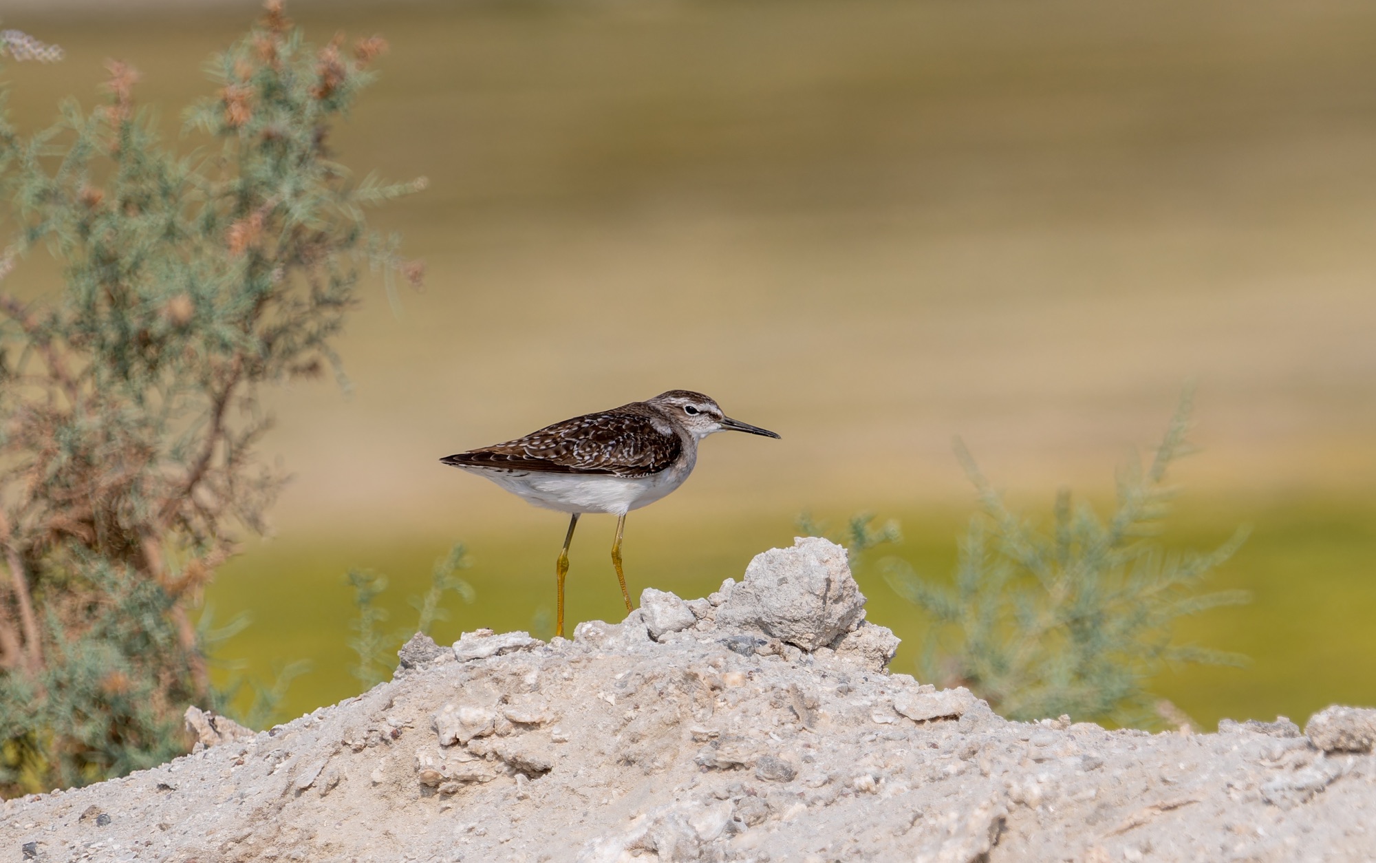 wood sandpiper