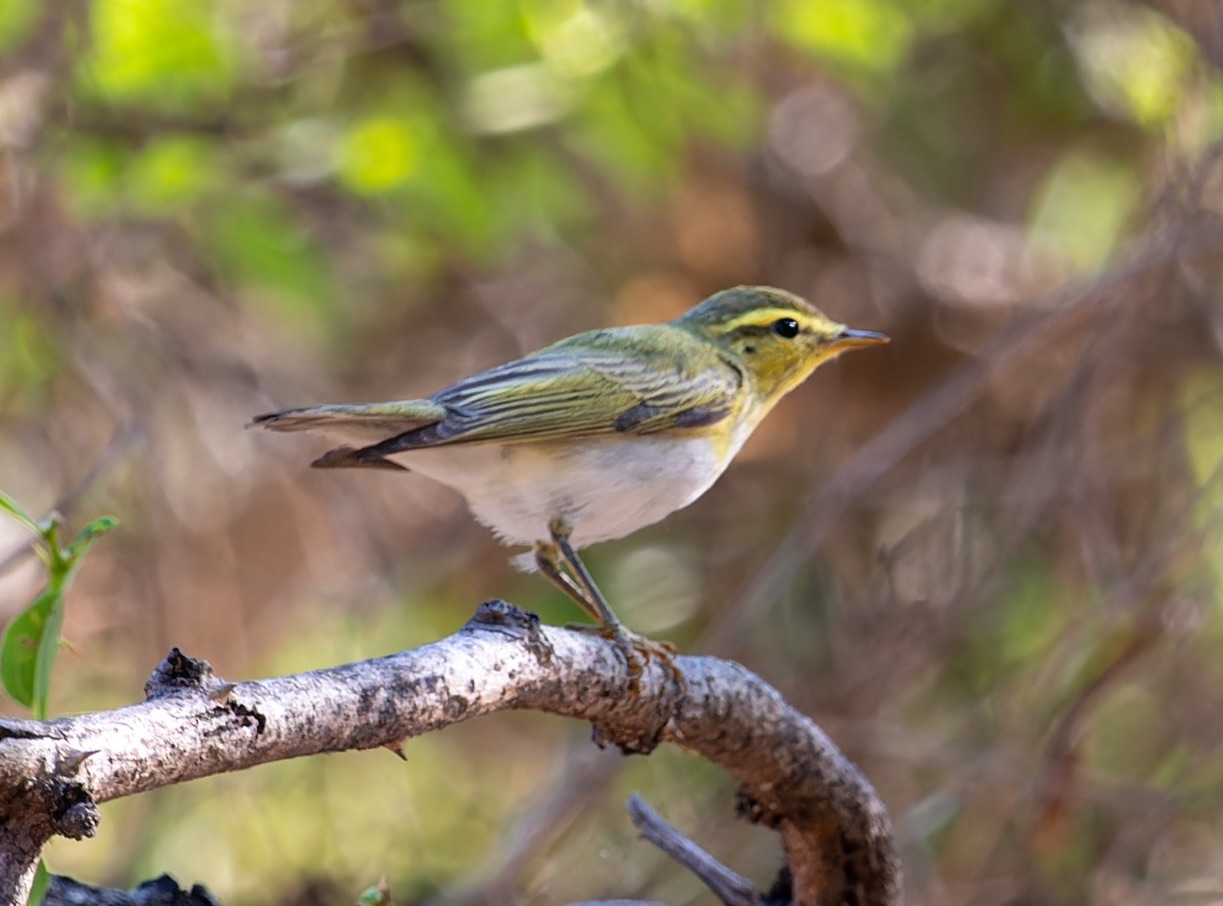 wood warbler
