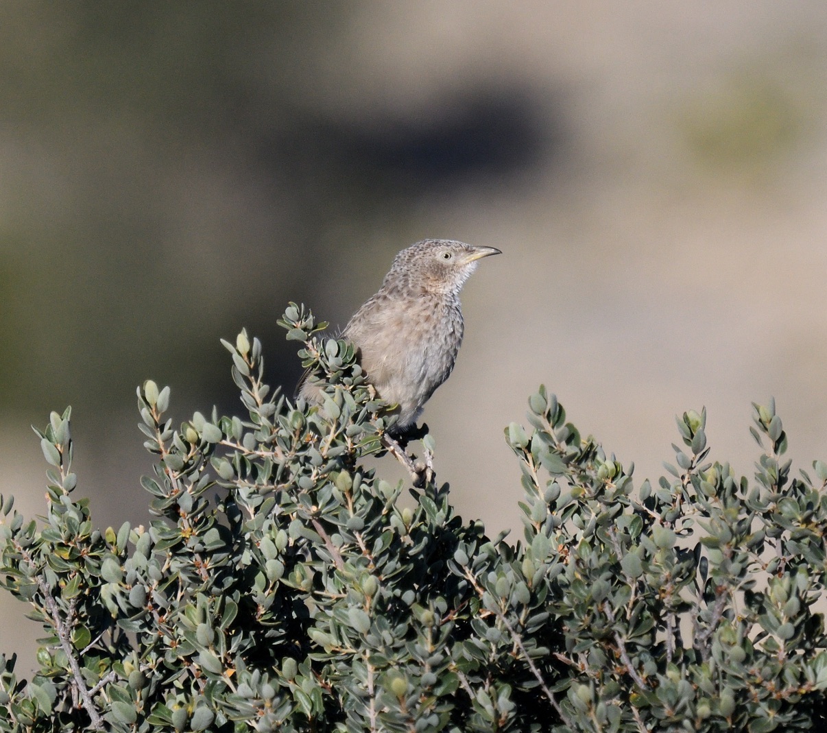 Arabian Babbler