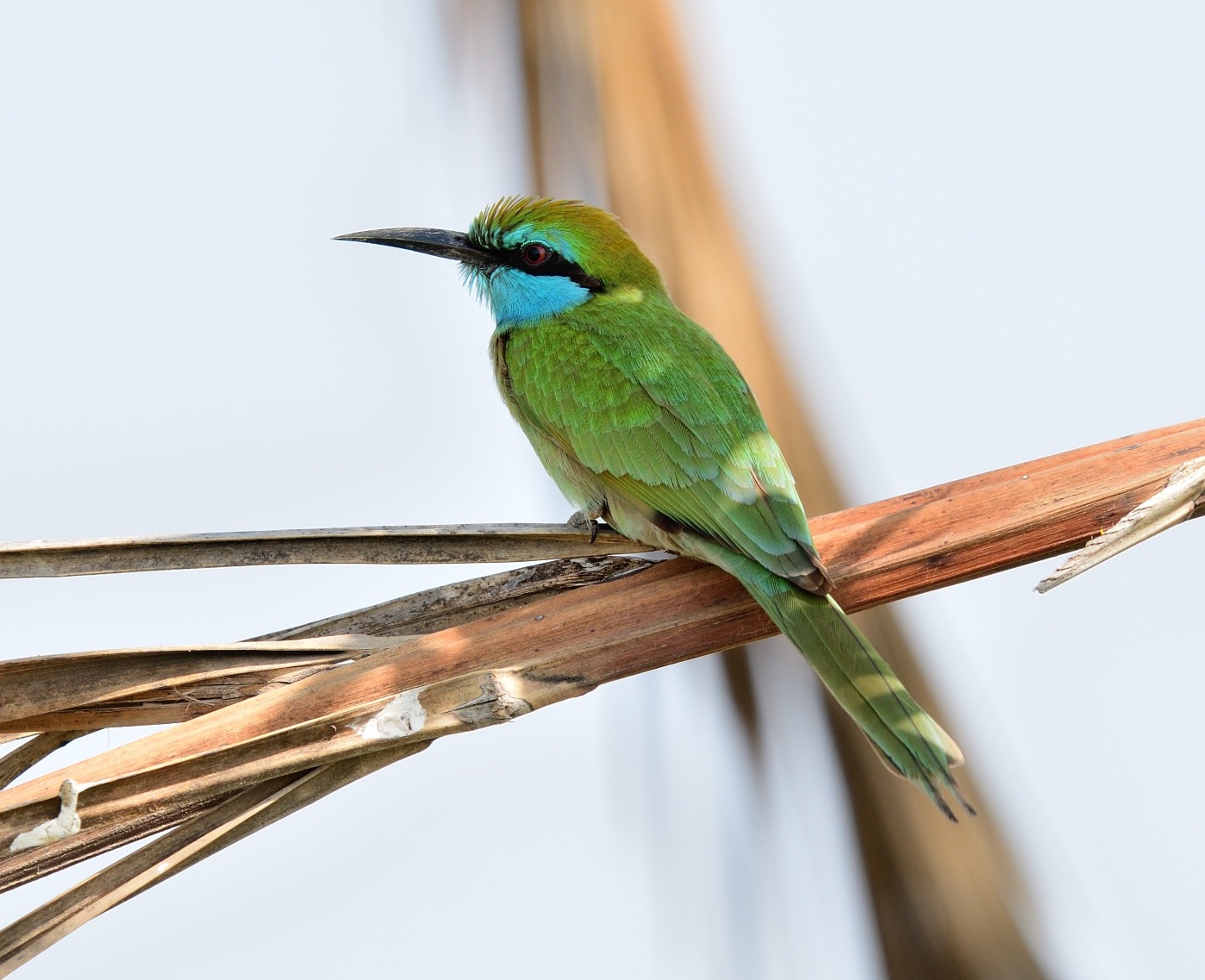 Arabian Green Bee-eater