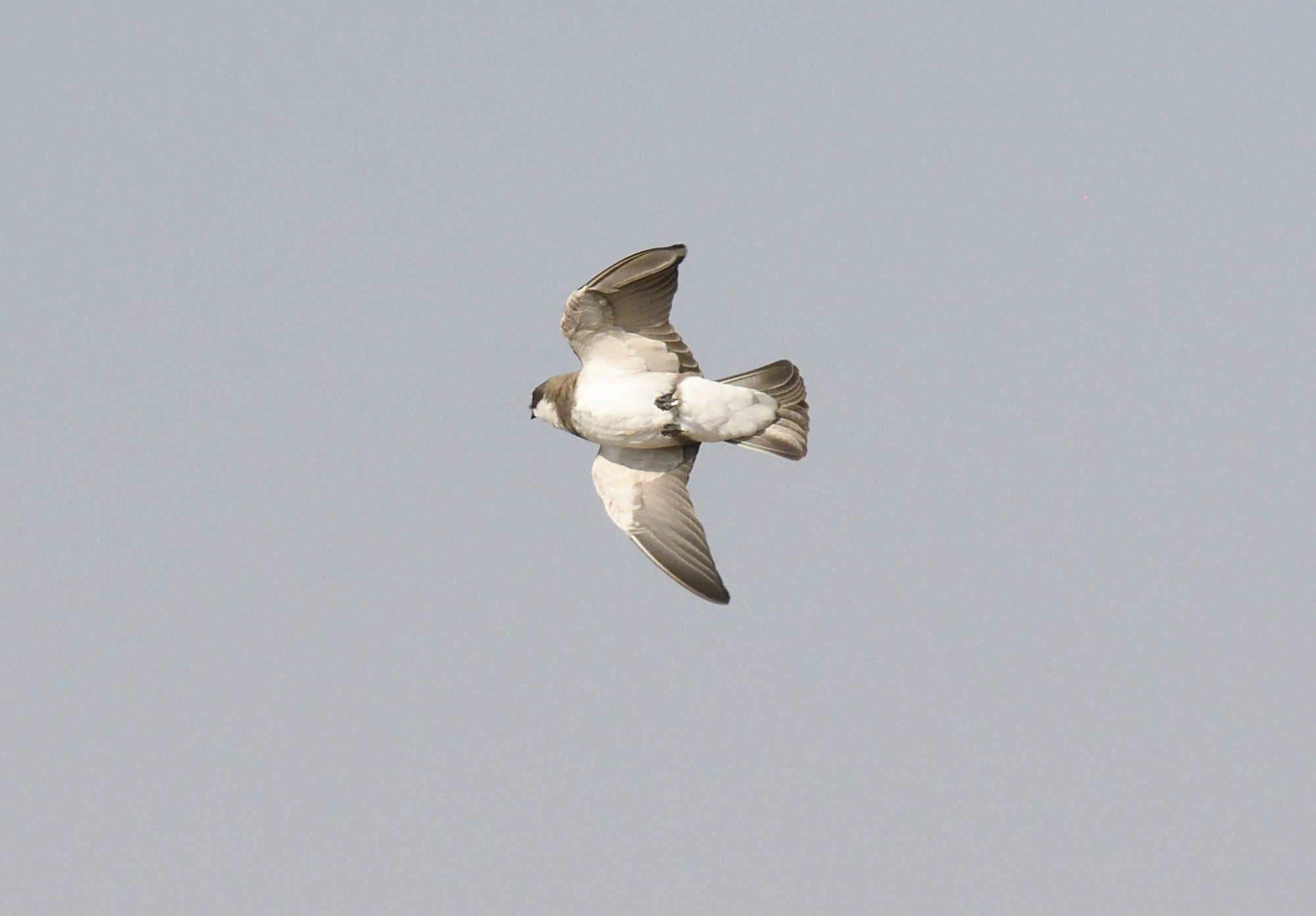 Banded Martin