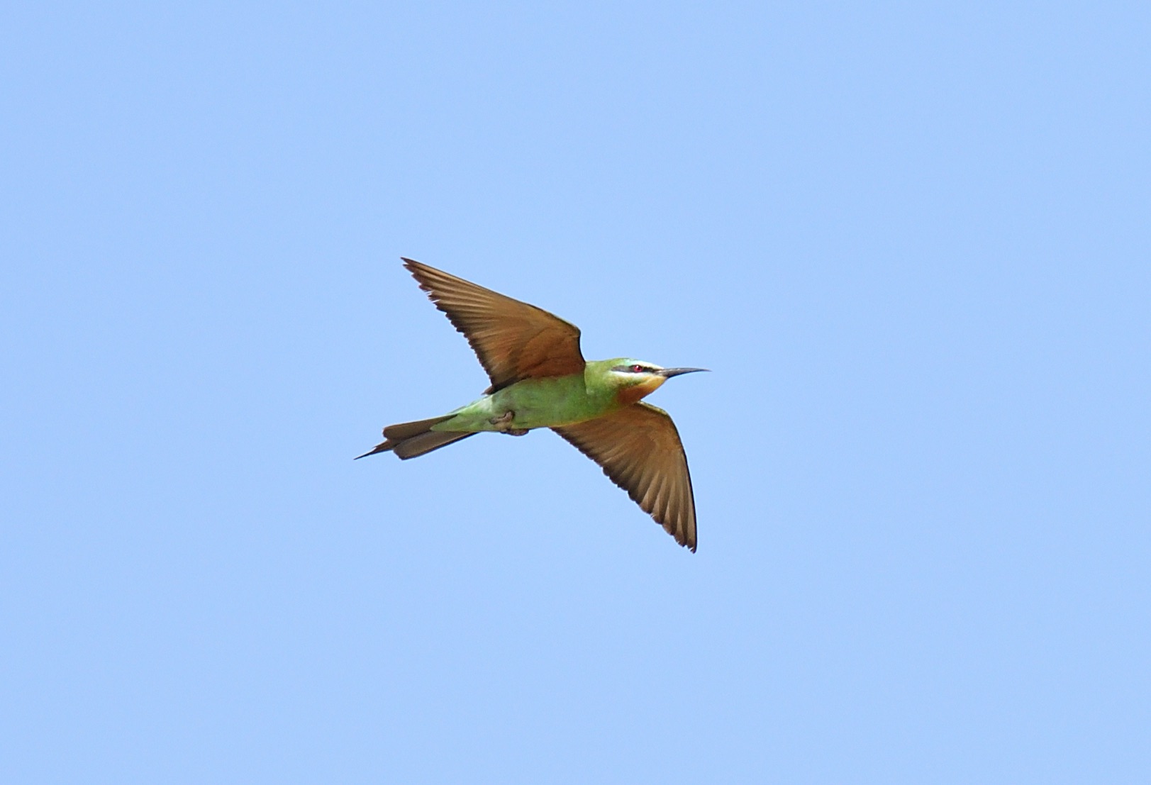 Blue-cheeked Bee-eater