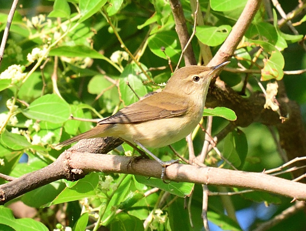 Blyth's Reed Warbler