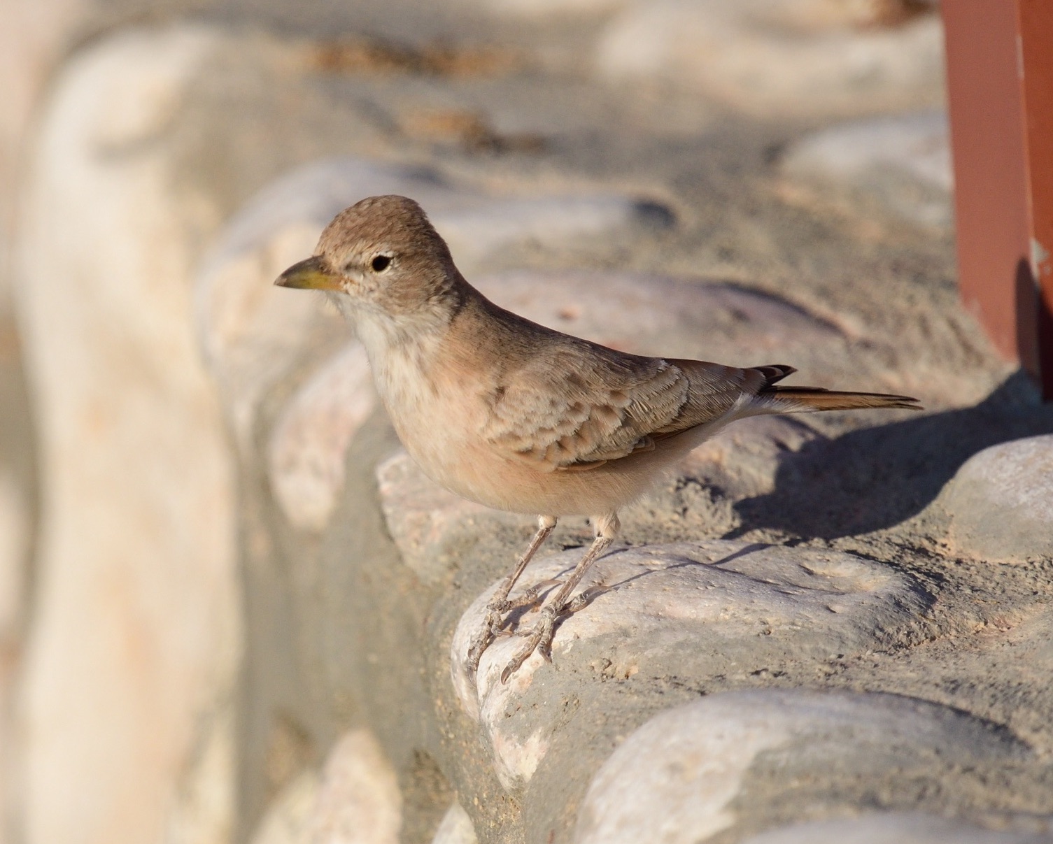 desert lark
